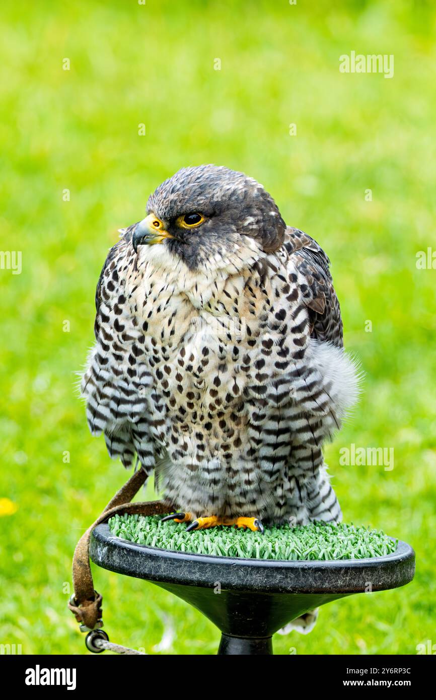 The Peregrine Falcon, a fast-flying bird of prey, feeds mainly on medium-sized birds. This bird was photographed in a typical coastal habitat, where t Stock Photo