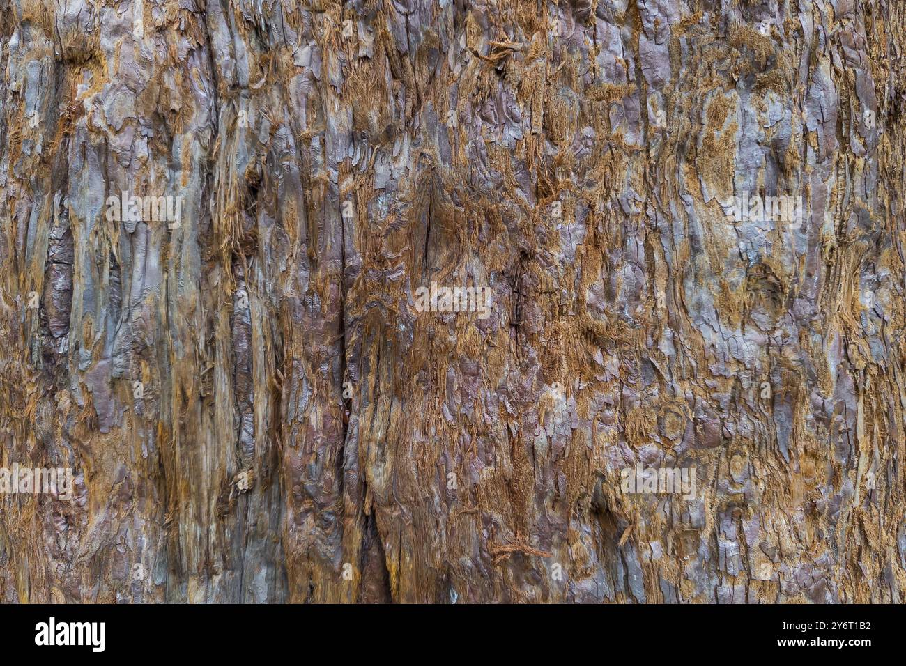 Sequoia bark (Sequoioideae), tree bark, tree trunk, nature, tree, plant ...