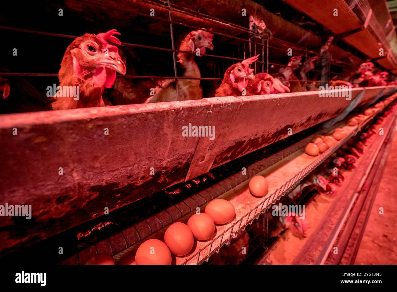 Caged Chickens Under Artificial Light Stock Photo