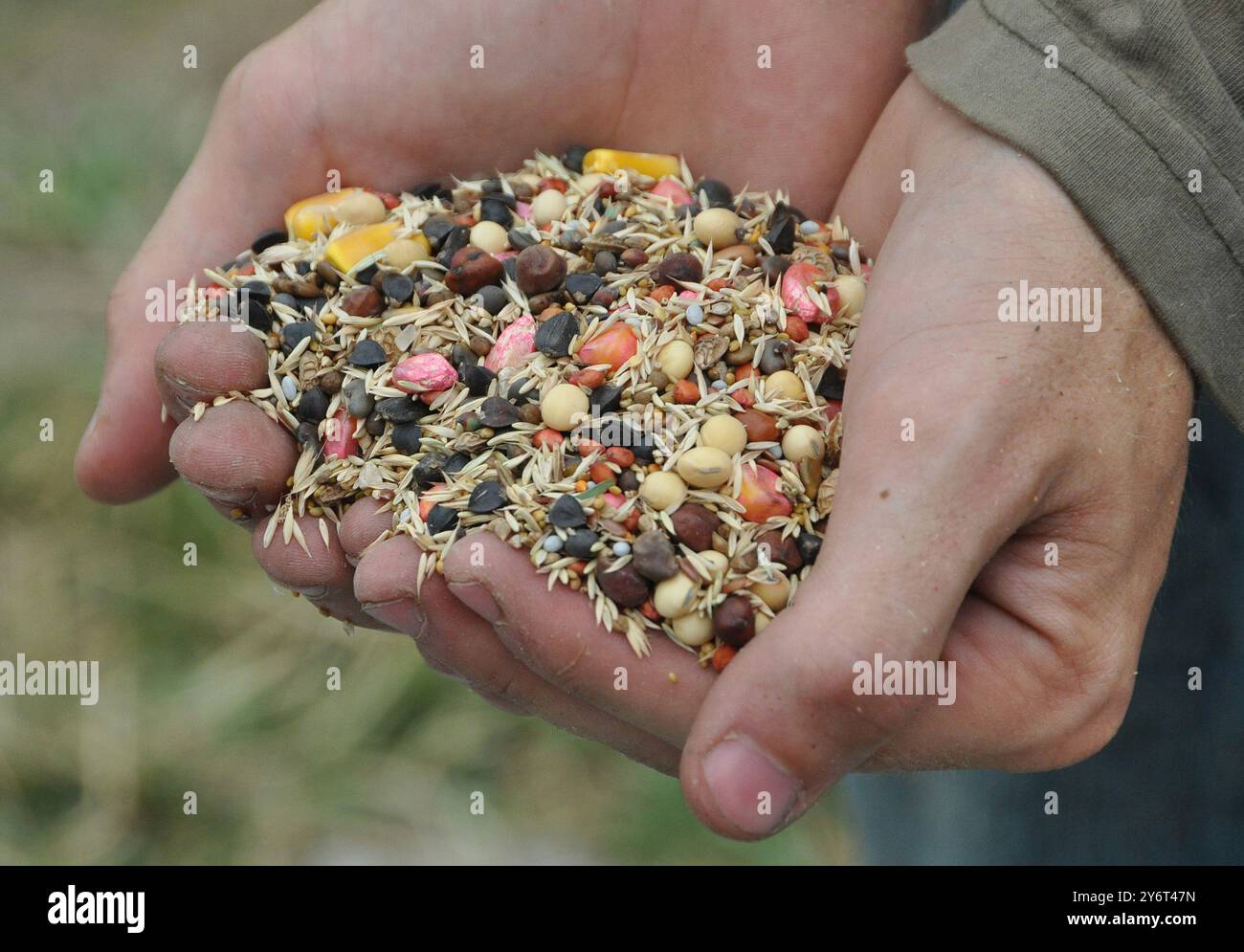 Handful of Cover Crop Seeds Stock Photo