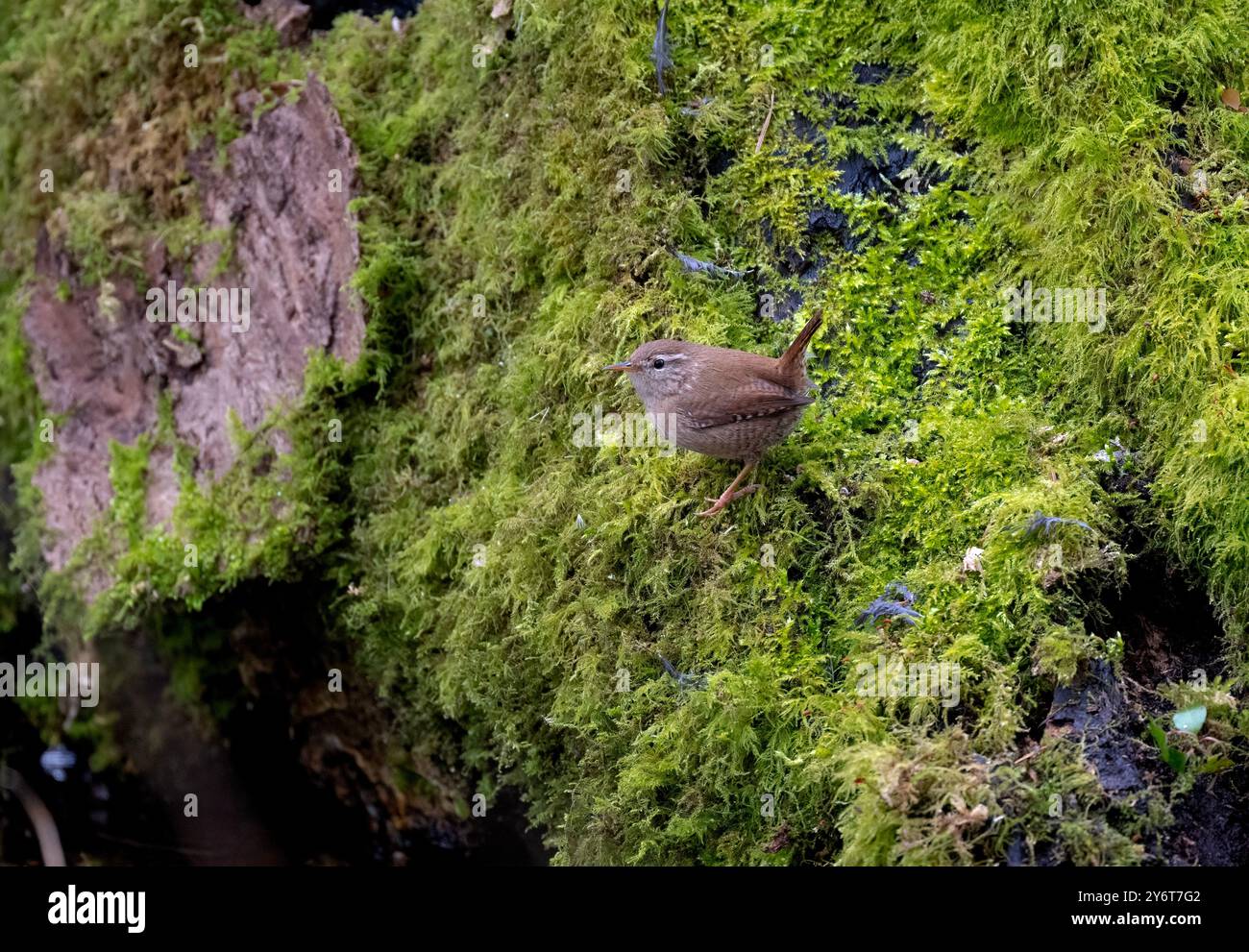 A WrenTroglodytes troglodytes looking for food items on a mossy covered mound. Norfolk UK. Stock Photo