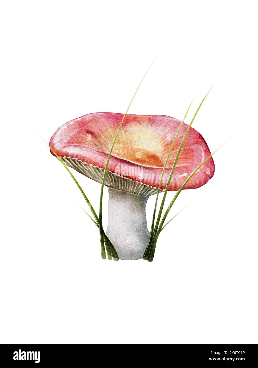 Pink russula mushroom. Watercolor High quality illustration Stock Photo ...