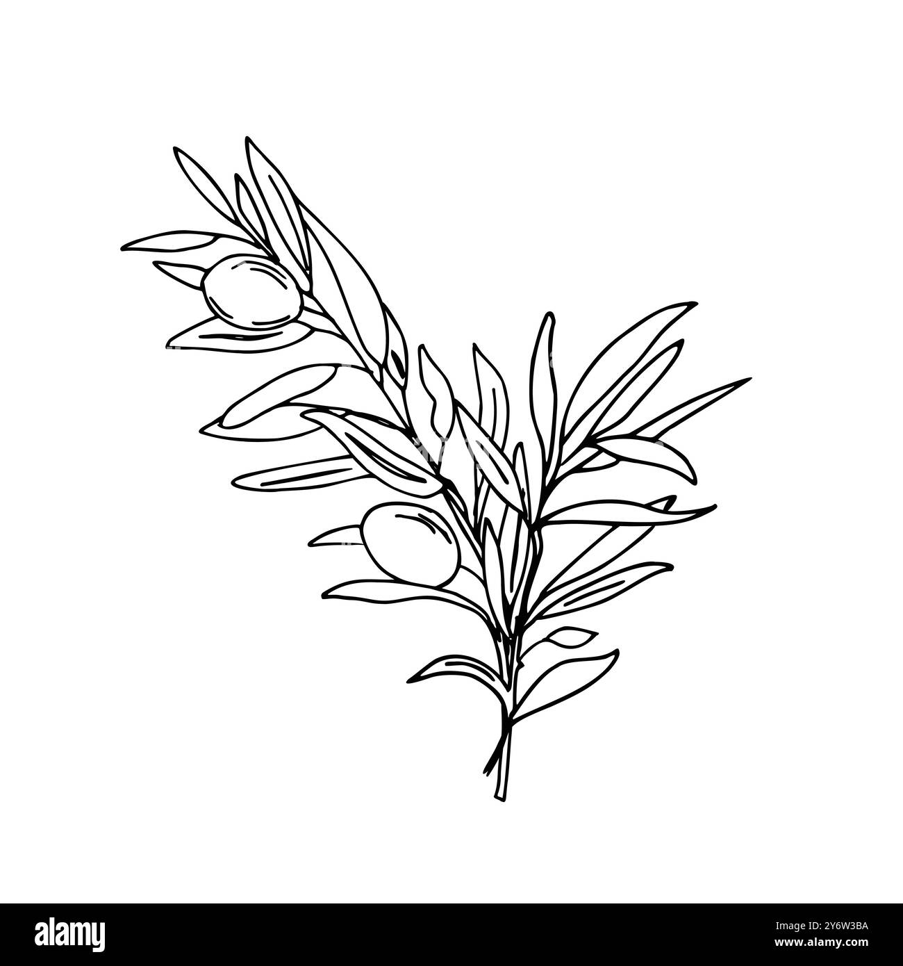 Olive Bouquet. Branch with Olives isolated on white background. Hand ...