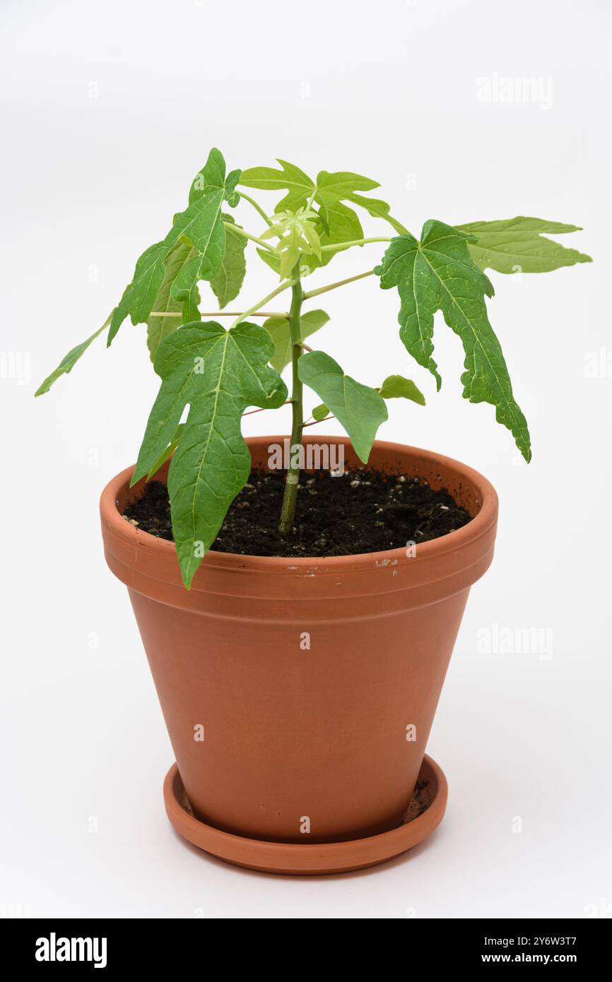 Papaya tree pot hi-res stock photography and images - Alamy