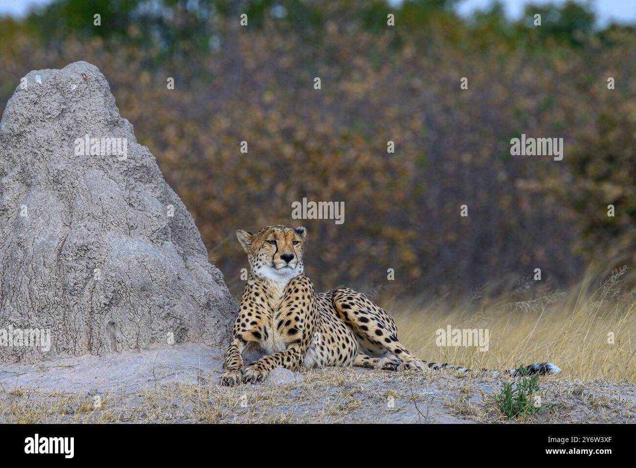 Cheetah HNP046 lying next to a termite mound in the Ngweshla Pan area of Hwange National Park Stock Photo