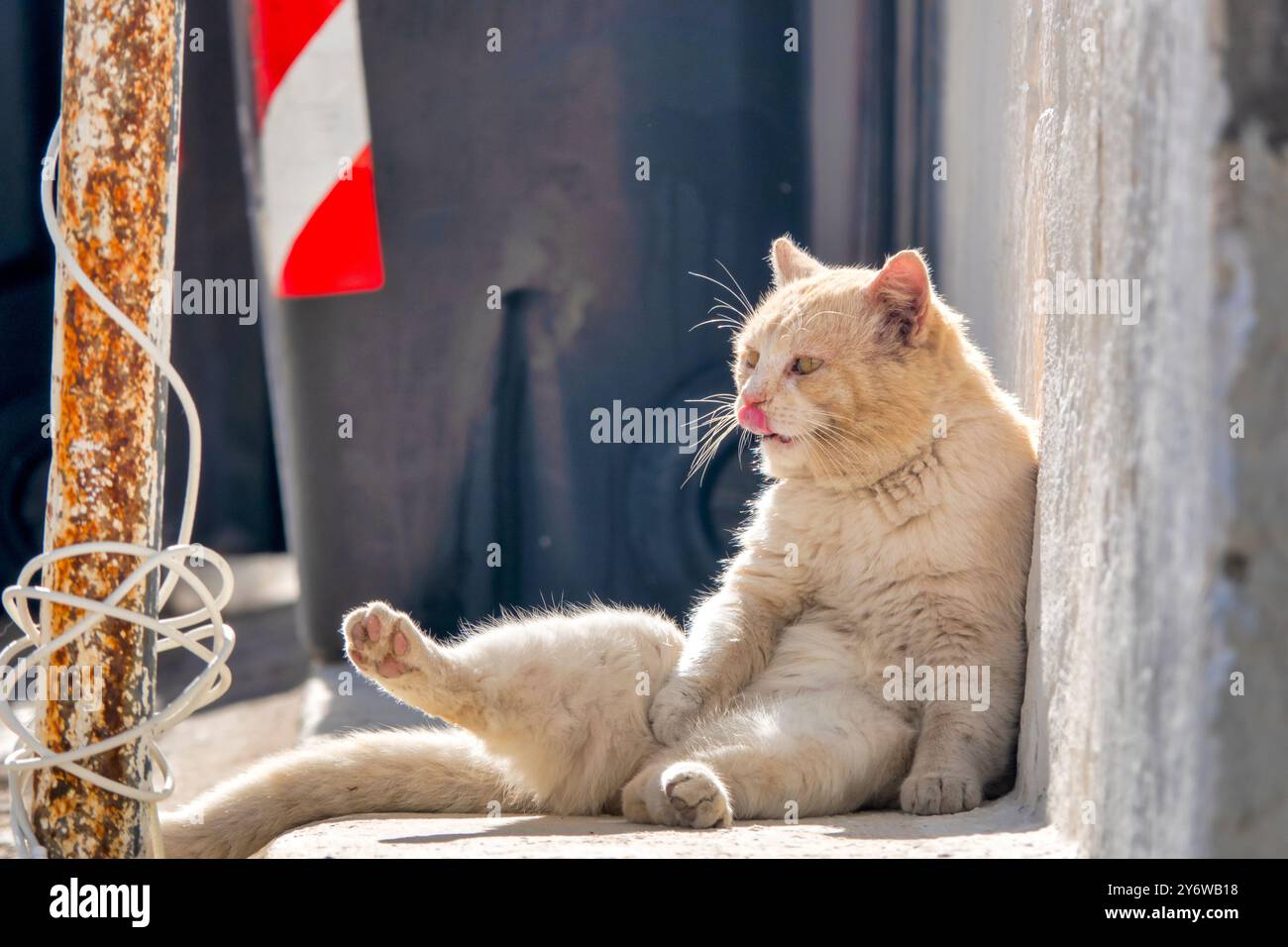 A ginger cat sits contentedly in the sun, grooming itself. Stock Photo