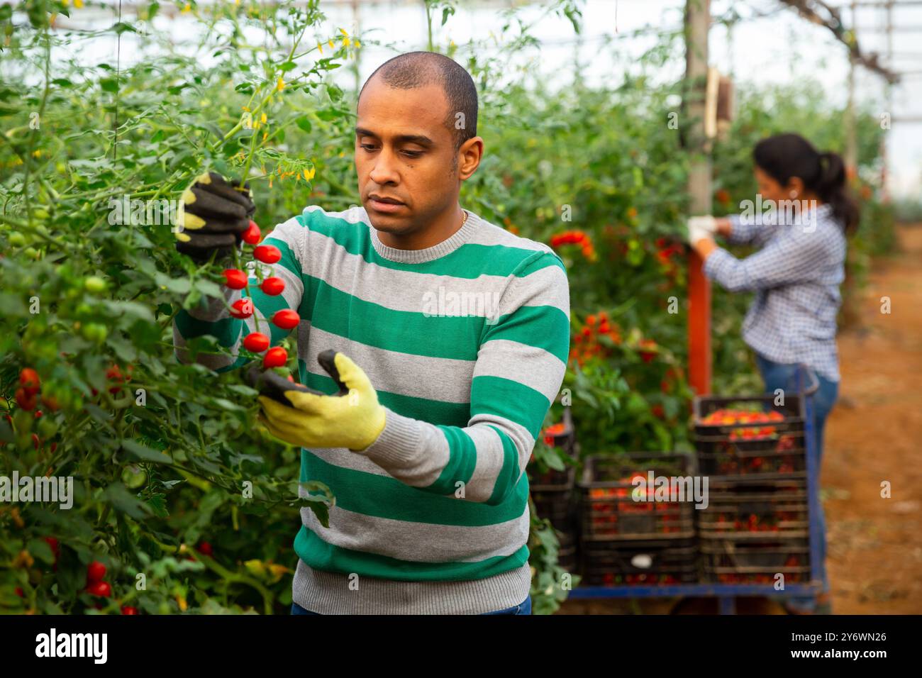 Positive indian man harvesting red tomatoes in a greenhouse Stock Photo ...