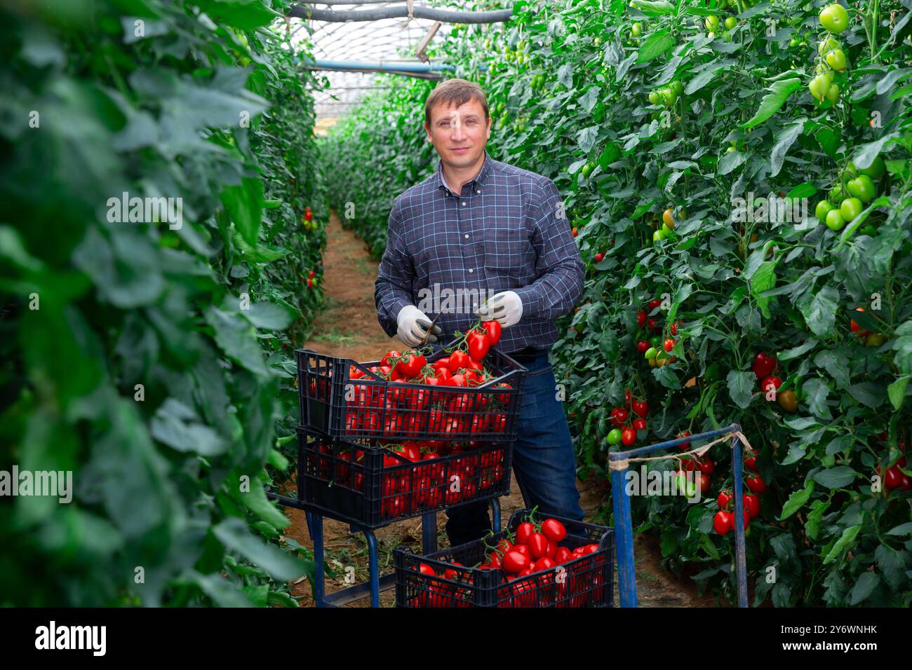 Positive man harvesting ripe tomatoes in a greenhouse Stock Photo - Alamy
