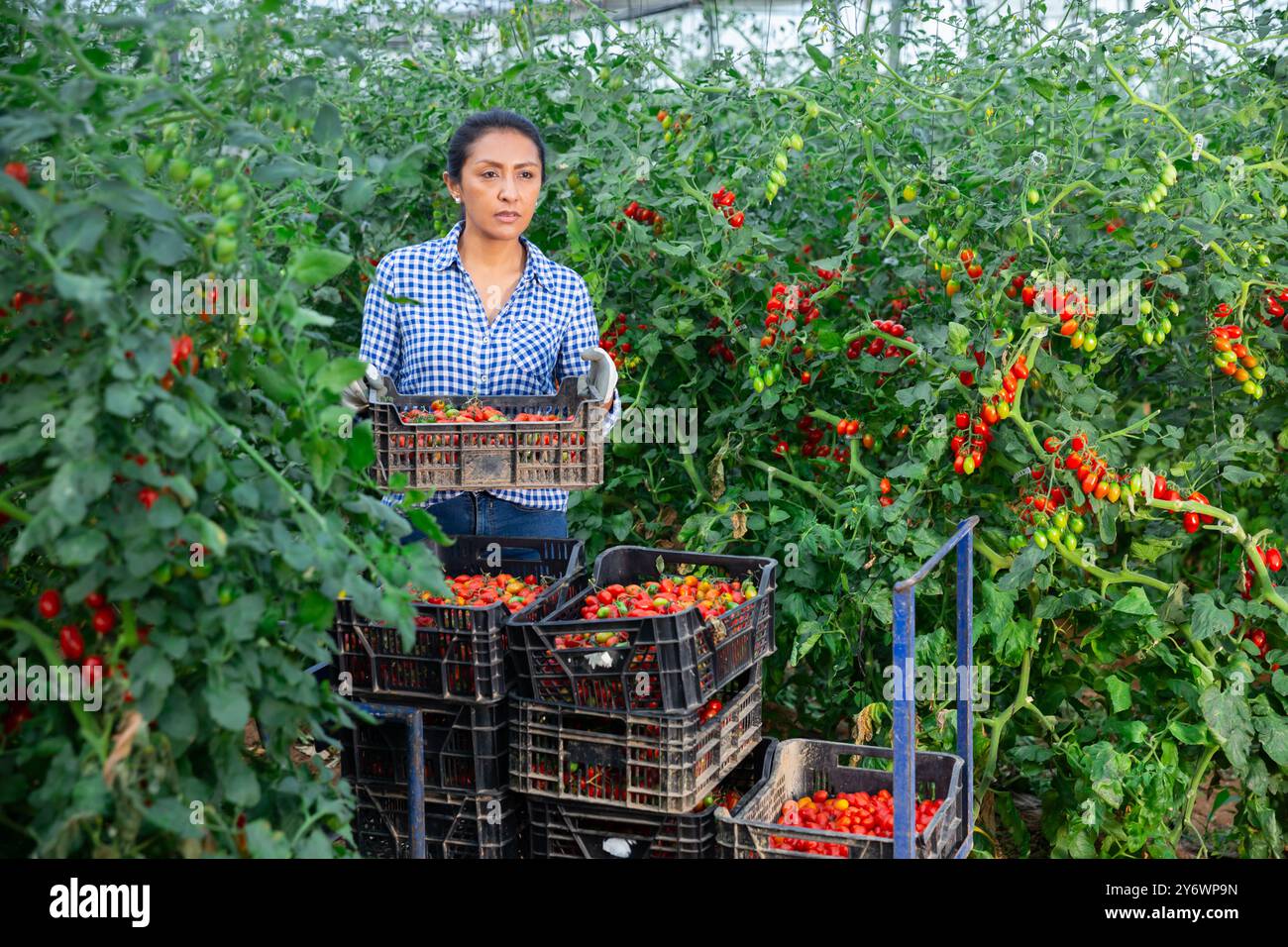 Female latino farmer puts red tomatoes in plastic box for sale Stock ...