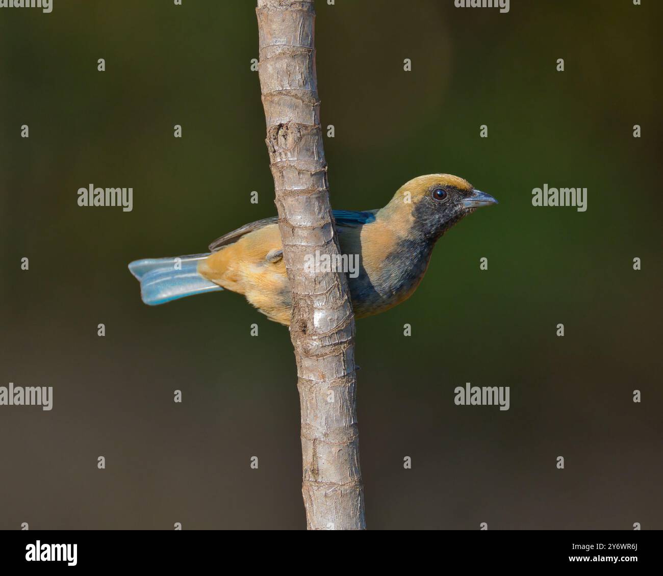 A bird is perched on a tree branch. The bird is brown and blue Stock ...