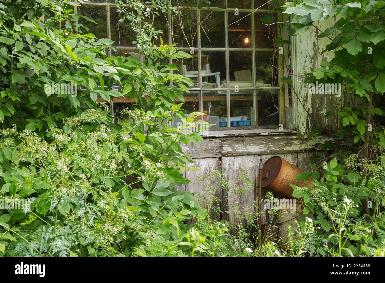 Antique objects and curios seen on shelves through glass pane window on old white painted wood plank barn covered with climbing green Vines. Stock Photo