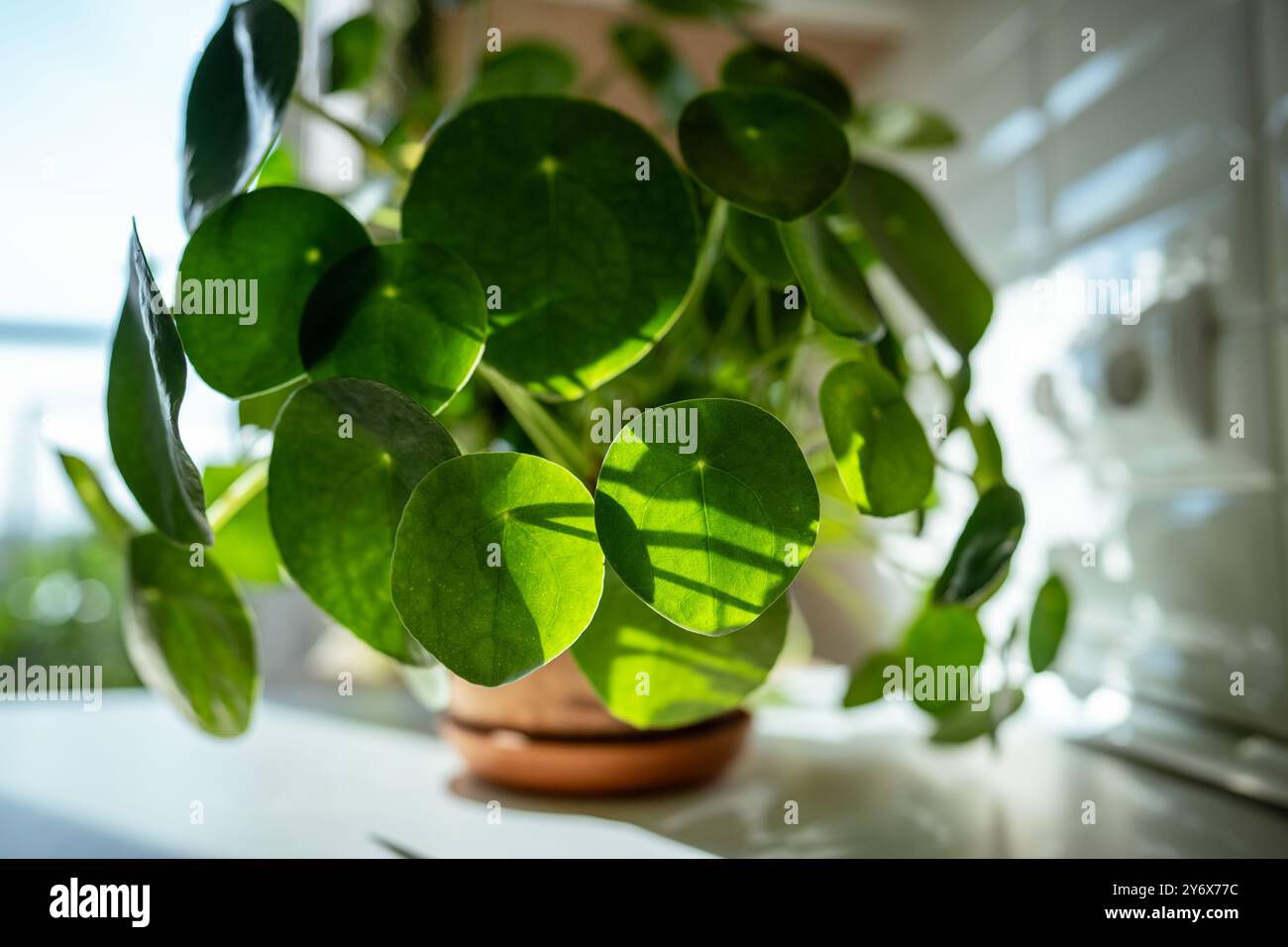 lucky bamboo potted plants 3Layer Lucky Bamboo In Ceramic Pot — Plan A Plant