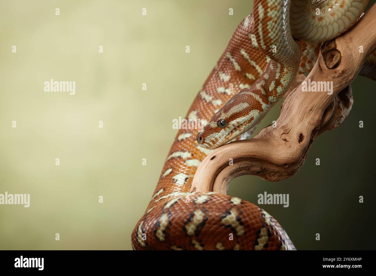 A python is wrapped tightly around a branch, its scales reflecting the ...