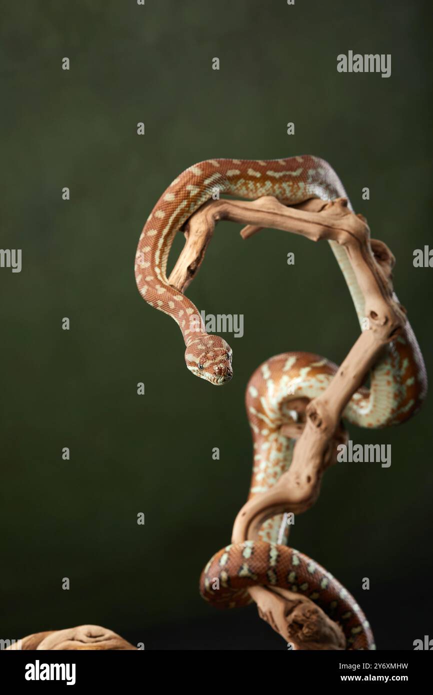 A python is coiled in a defensive posture, with its head raised and ...