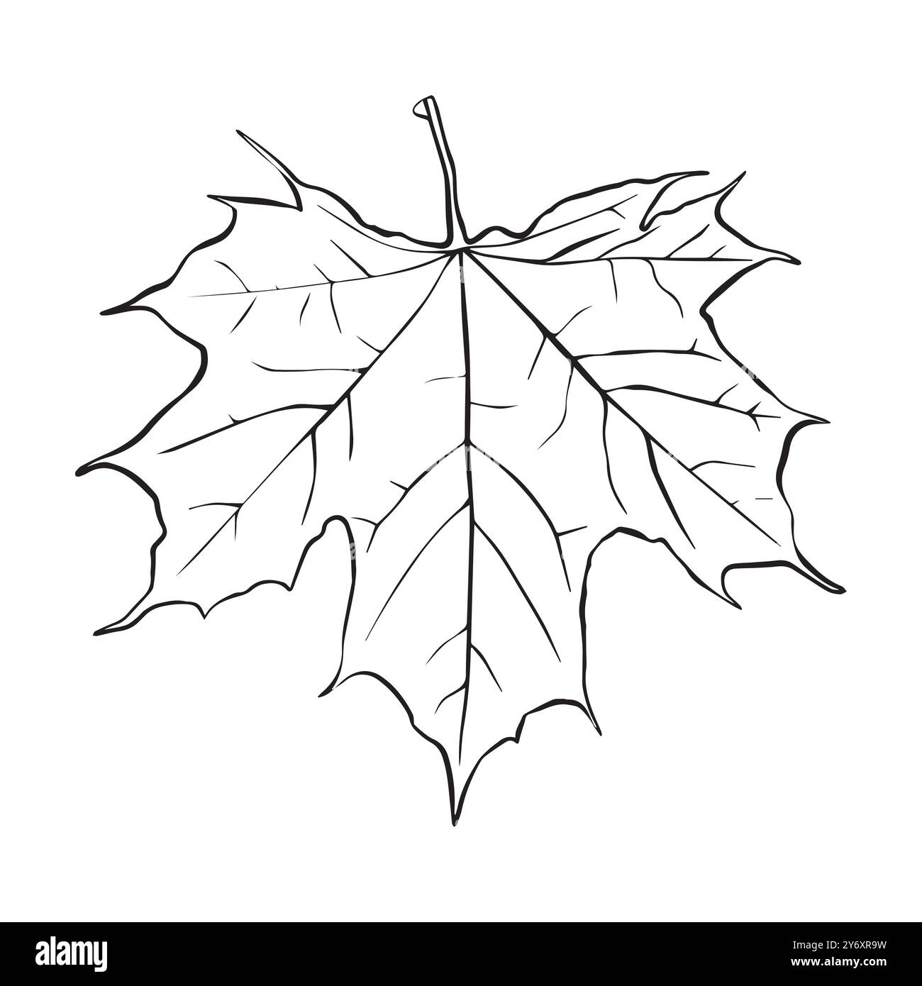 Maple line art vector vectors Black and White Stock Photos & Images - Alamy