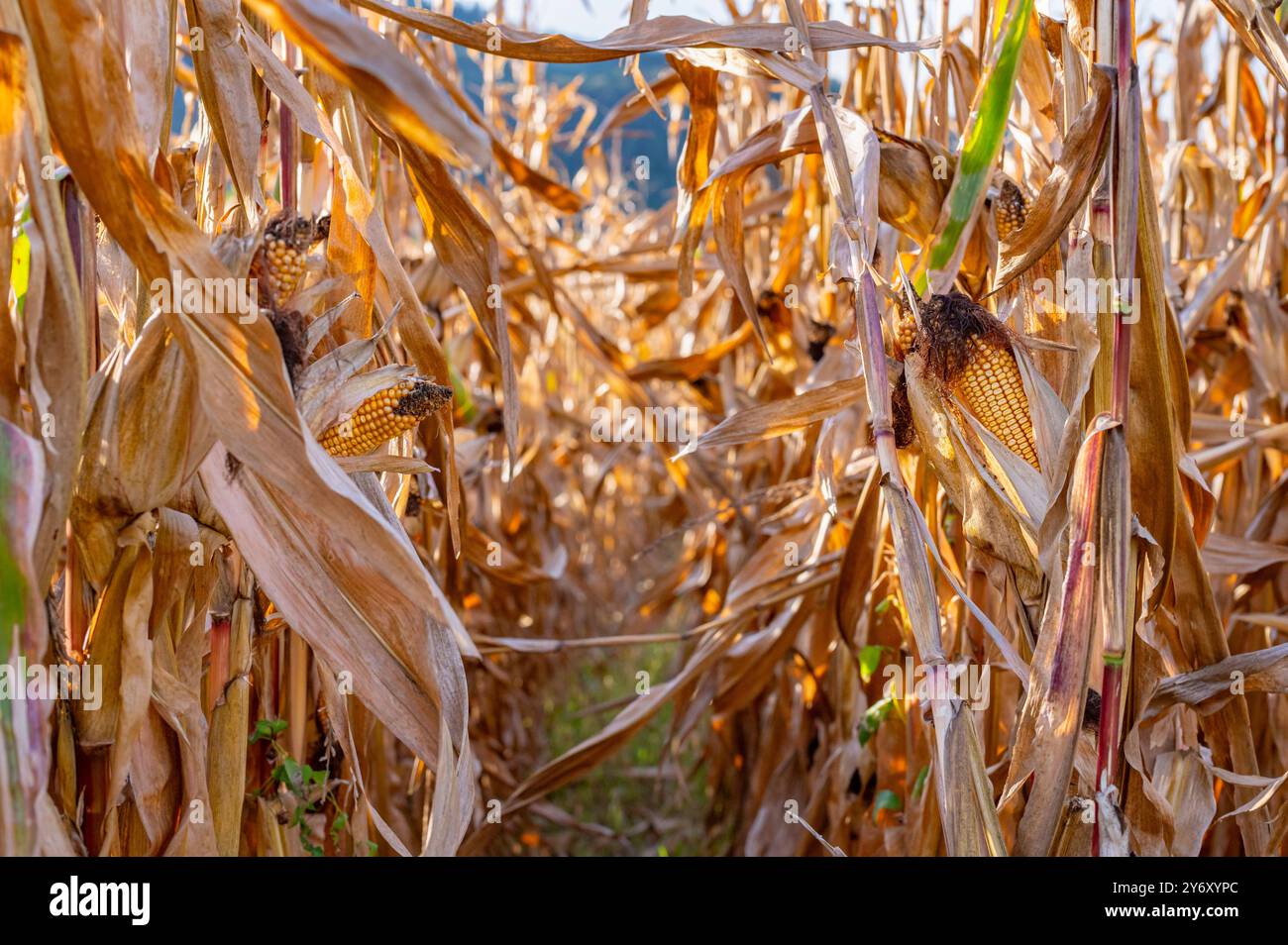 A close-up of a cornfield in autumn. Golden-brown cornstalks stand tall and dry, their husks partially open, revealing the ripe yellow kernels within. Stock Photo