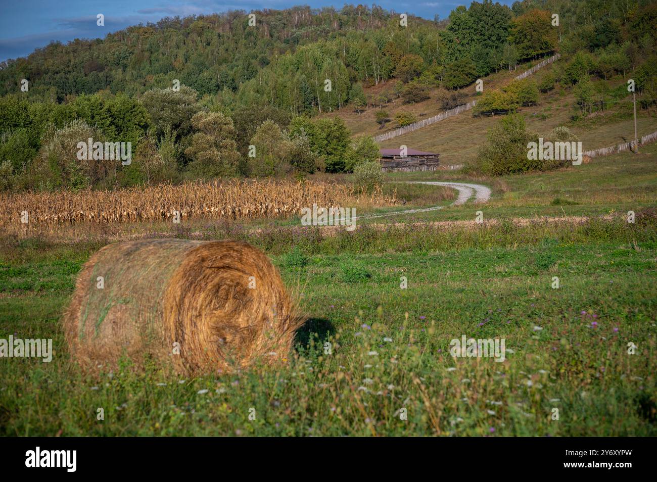 Rustic autumn landscape with corn field and round hay bales with hills ...