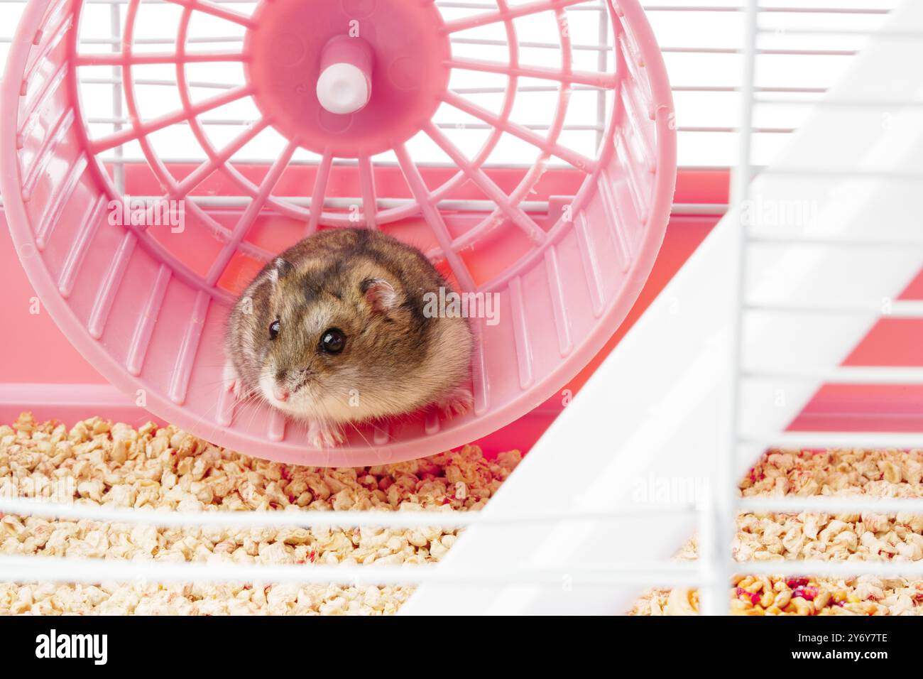 View of A playful hamster runs energetically on its wheel inside a bright ...