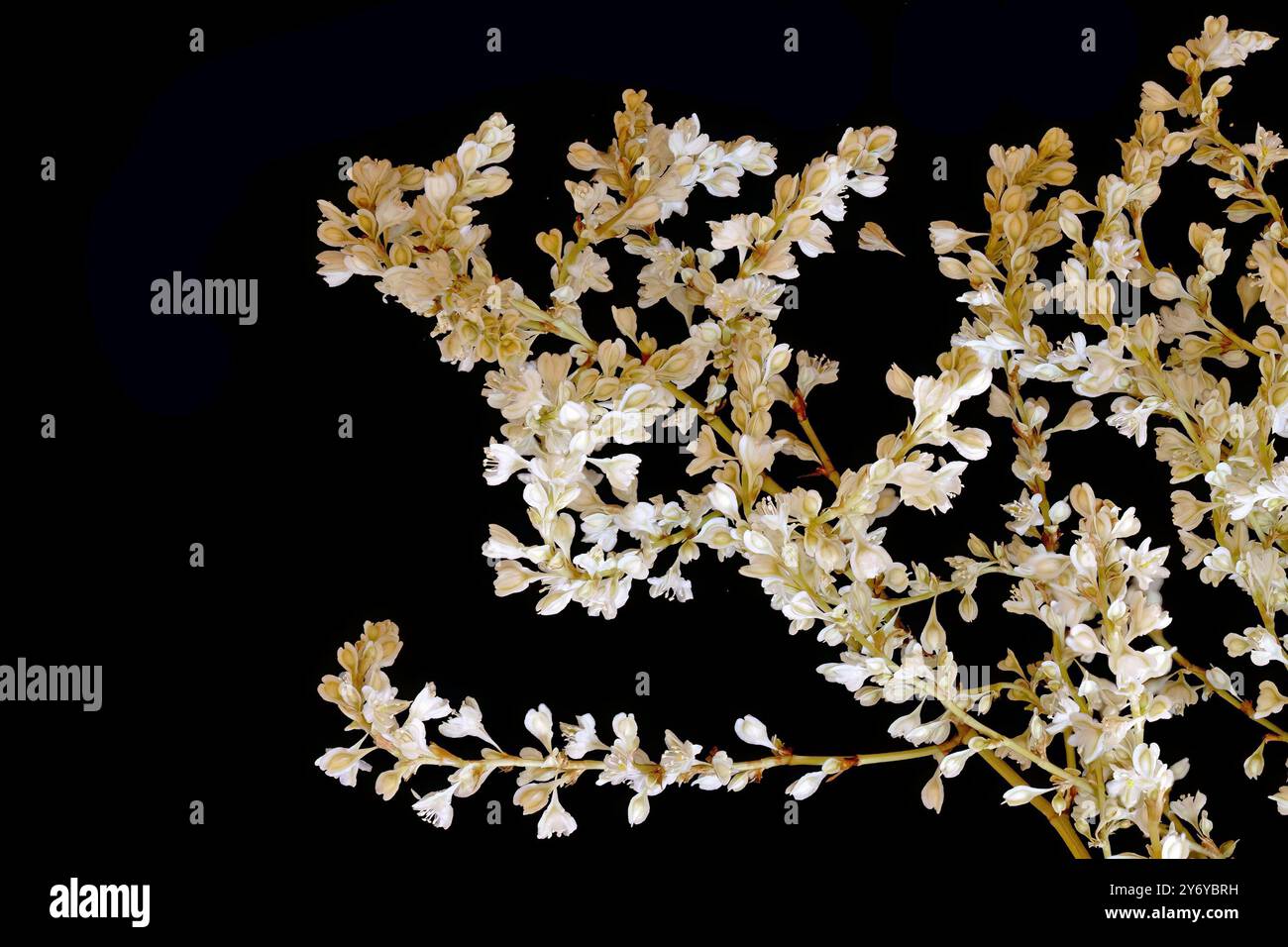 Hd photo, close-up, plant with small whiteflowers, Fallopia ...