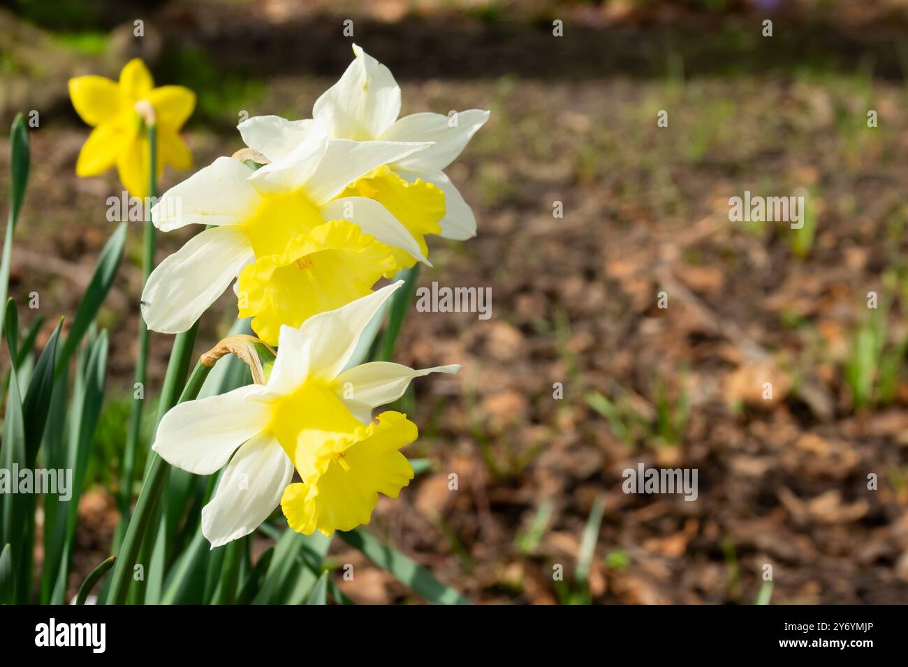 A vibrant group of yellow and white daffodil flowers standing tall in a ...