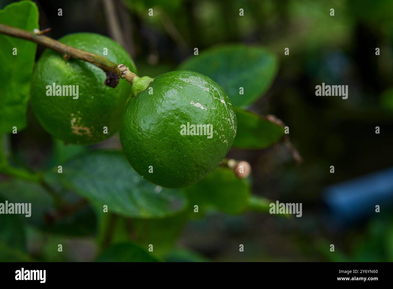 Fresh lime on tree branch Stock Photo