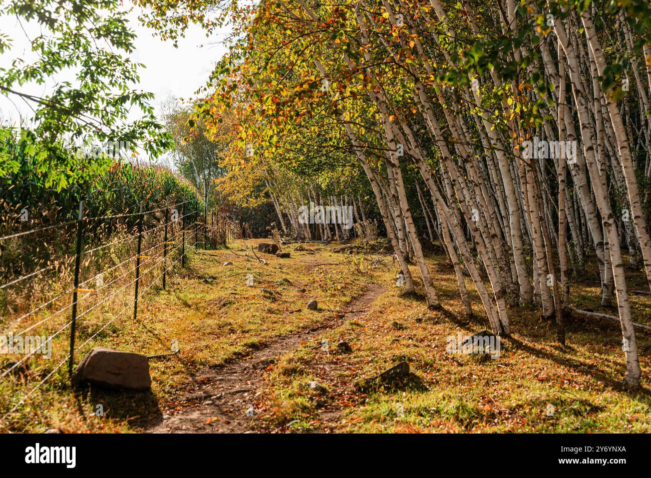 grove of birch trees with sun shining through Stock Photo - Alamy