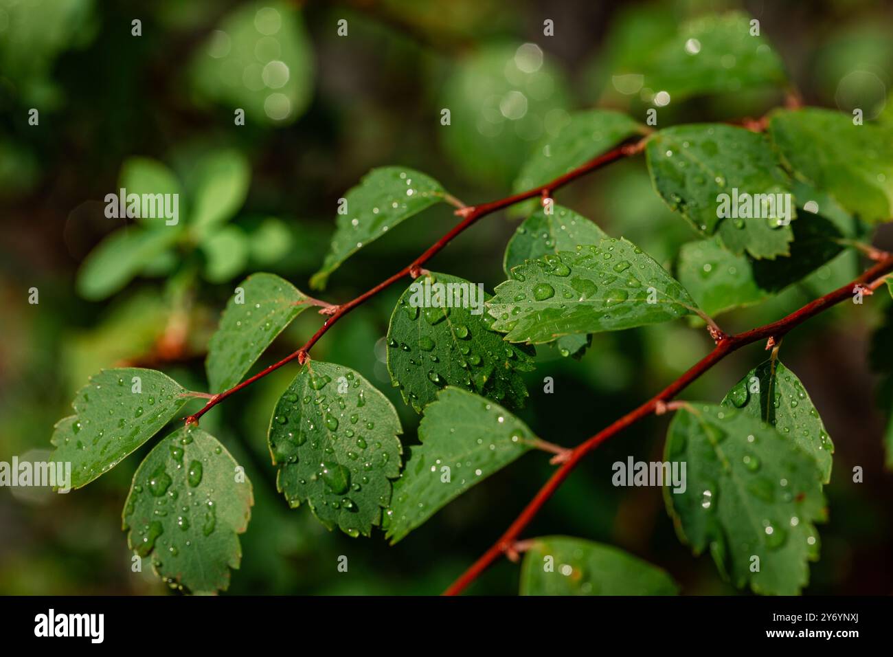 rain drops on green leaves Stock Photo
