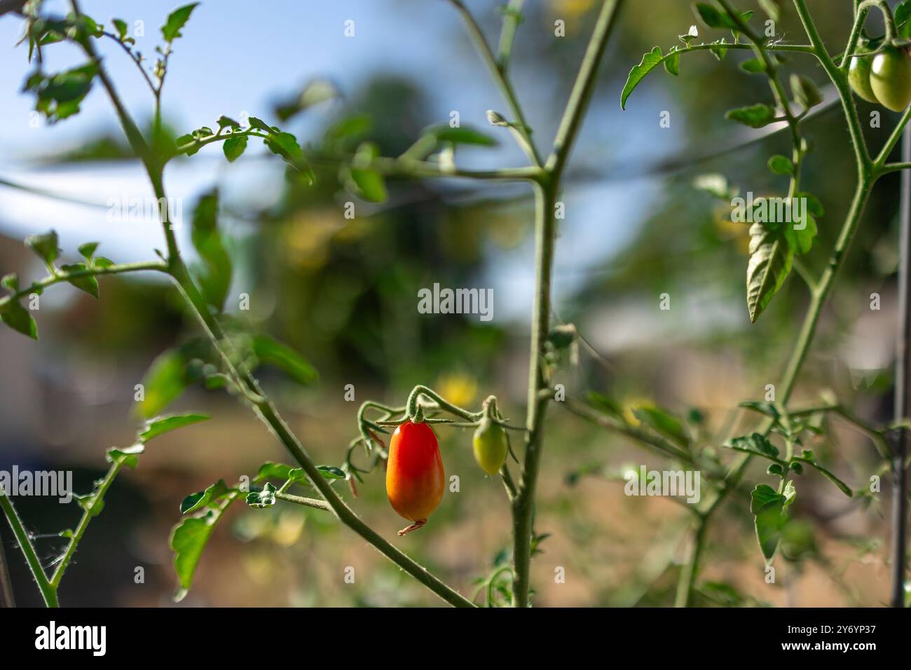 Tomato plant with red and green tomatoes growing in a garden Stock ...