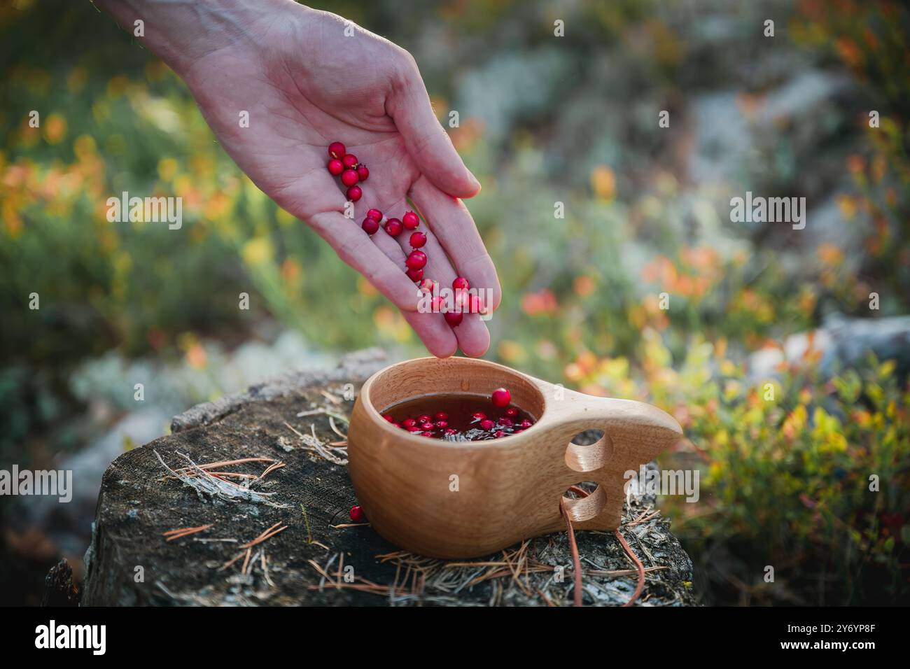 human hand pours lingonberries into a wooden mug of tea in the forest Stock Photo