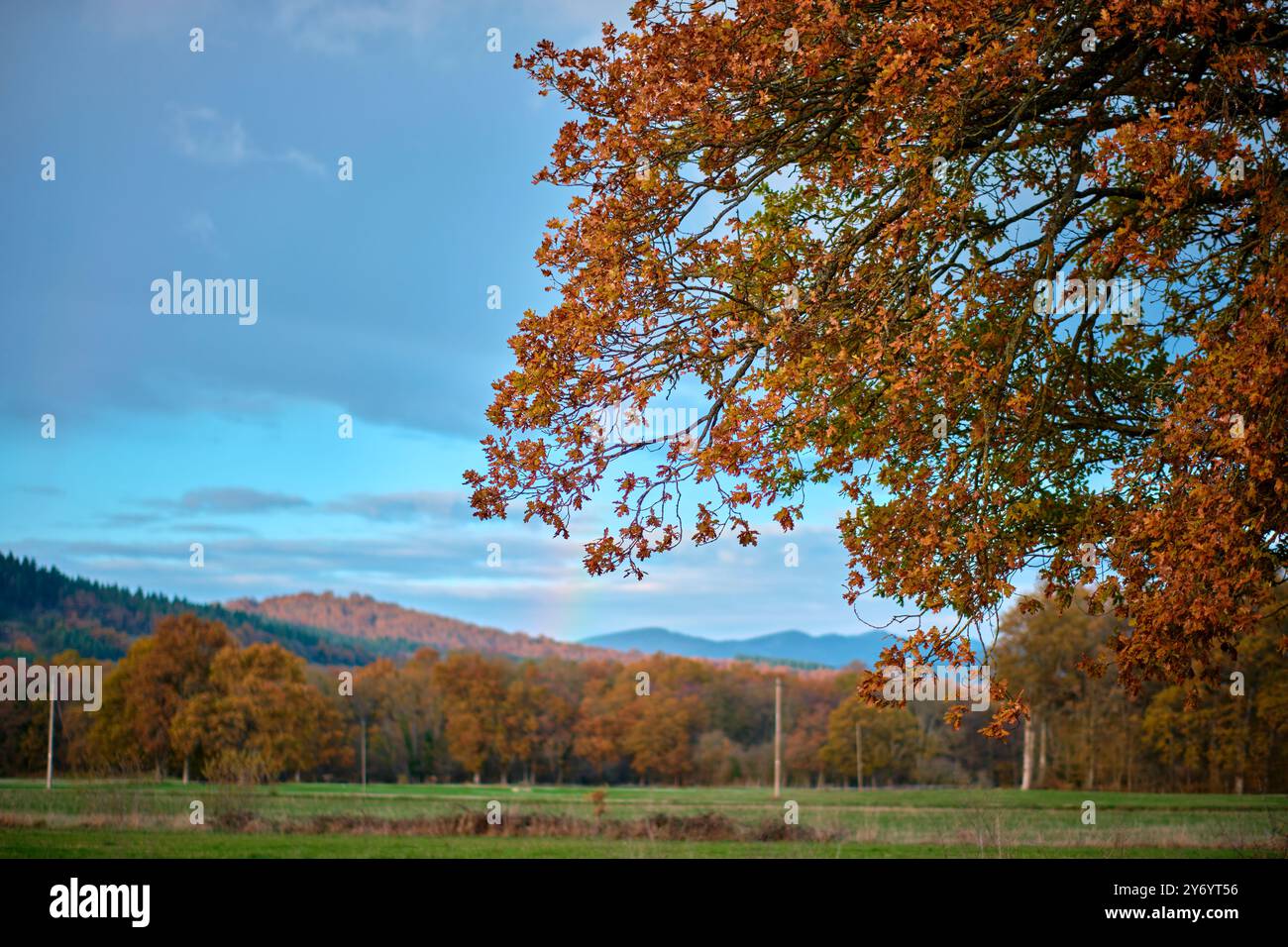 Autumn tree branch over a scenic rural landscape Stock Photo - Alamy
