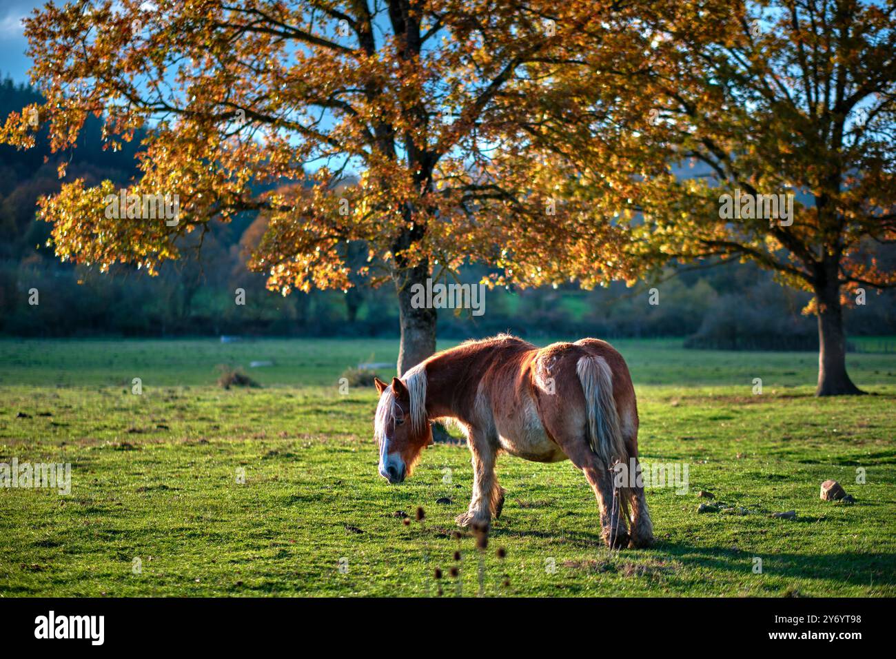 horse-under-oak-tree-hi-res-stock-photography-and-images-alamy