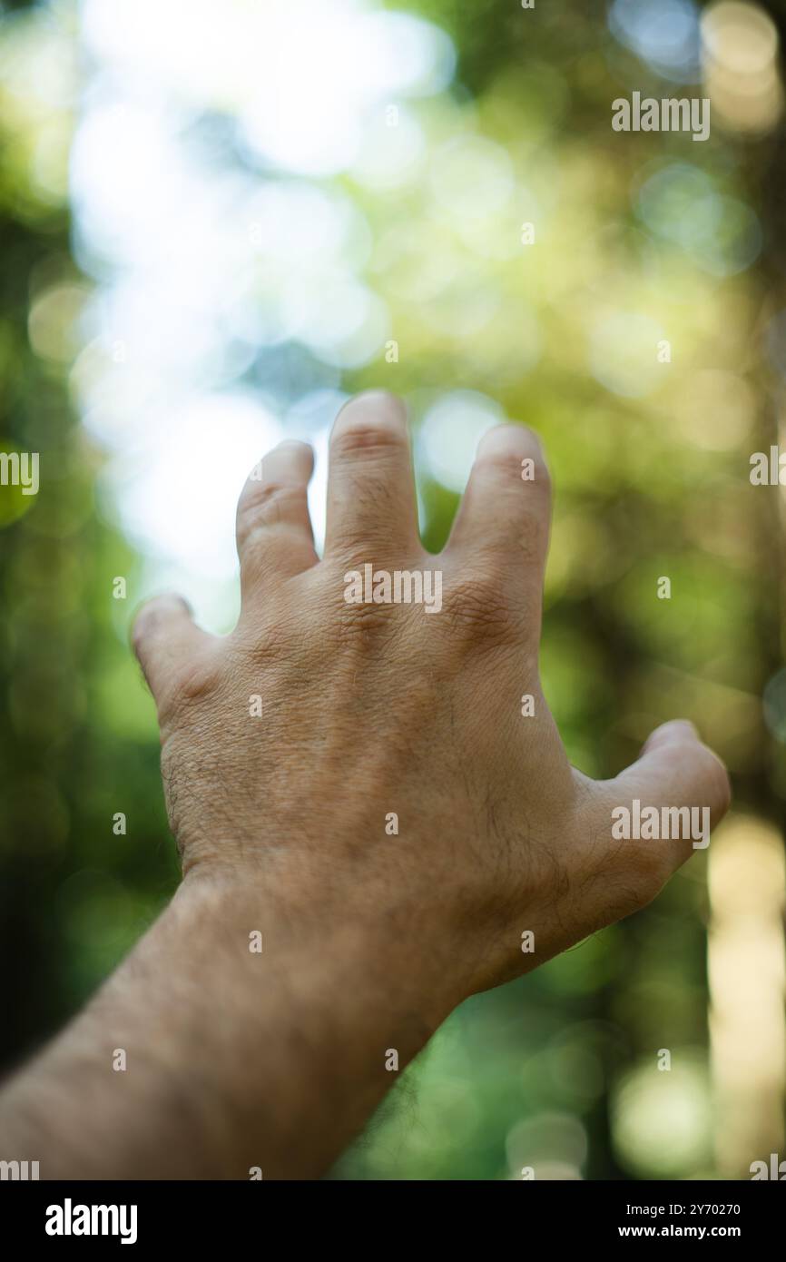 Extended Caucasian male hand gesture. Open hand and fingers reaching out and up, shallow depth of field or selective focus. Forest background, natural Stock Photo
