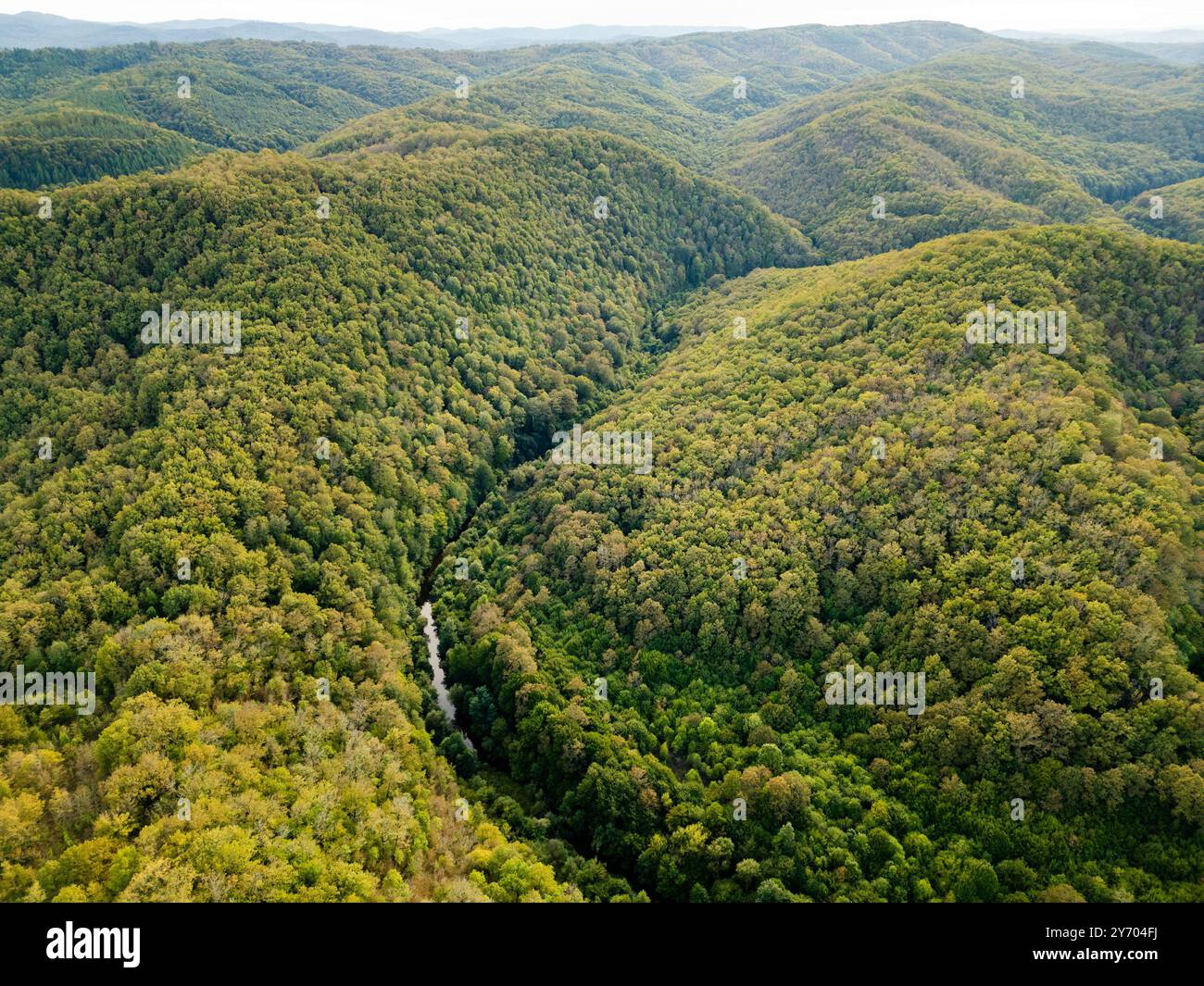 Aerial video dense green forest hi-res stock photography and images - Alamy