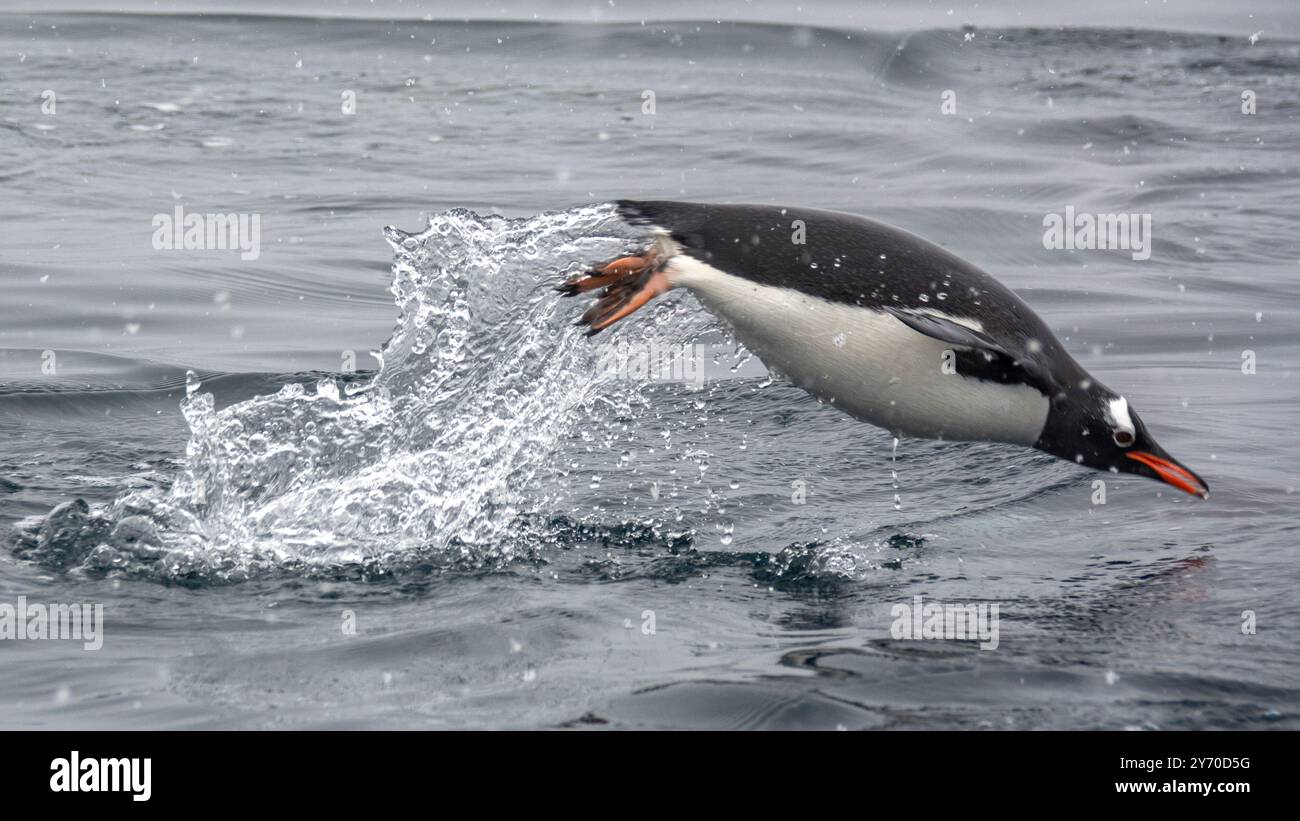 A gentoo penguin skims along the ocean surface, a move known as “porposing.” Despite their ungainly gait on land, they are graceful swimmers and adept at catching krill squid and fish. Gentoo penguins prefer nesting in rocky areas, often congregating in colonies of up to several thousand birds. photo: Mike Lucibella Stock Photo