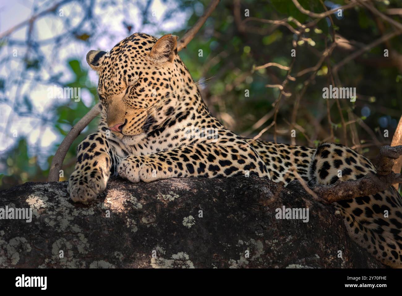 A leopard resting on a tree branch in a forest, captured in a natural ...