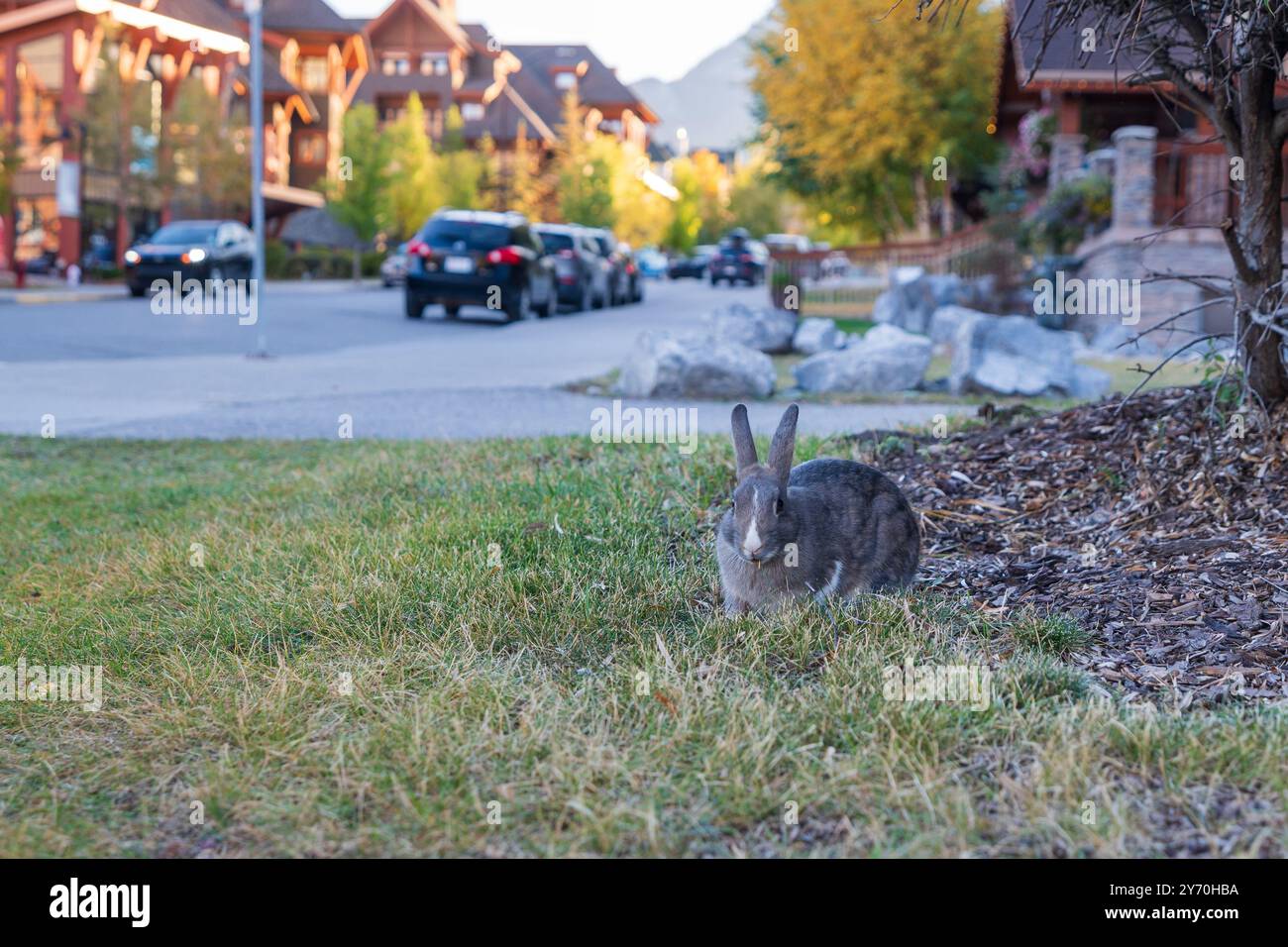 Wild rabbits foraging in grass next to sidewalk in residential area in ...