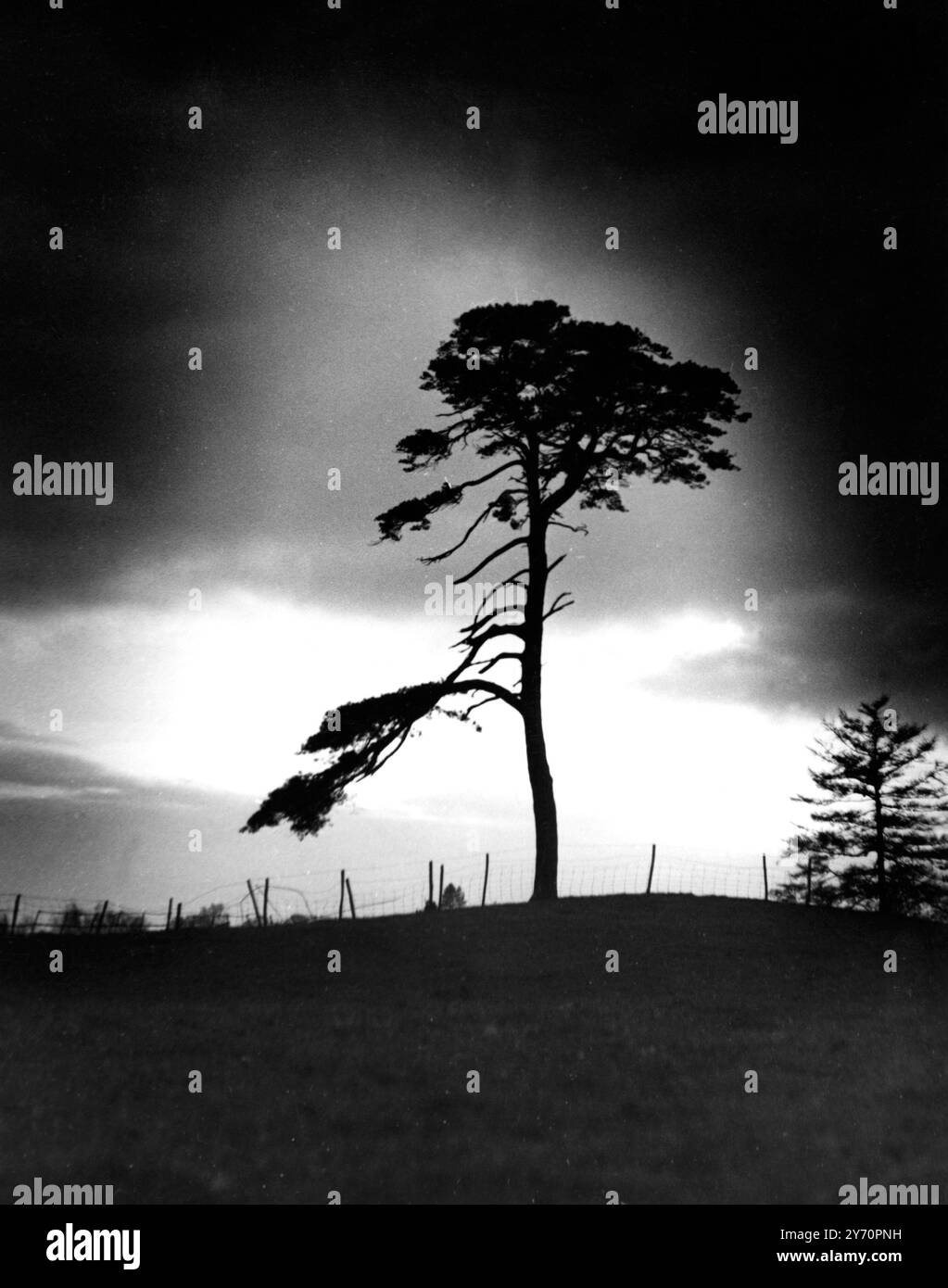 Storm clouds and tree 8 December 1951 Stock Photo - Alamy