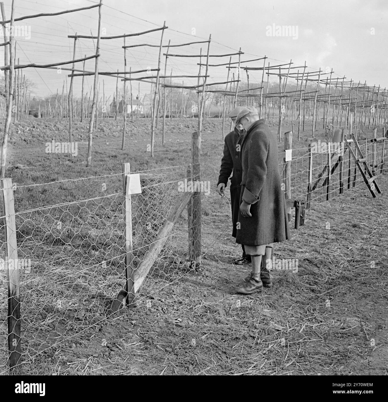 Hop wiring Demonstration at Henton 1 January 1947 Stock Photo - Alamy