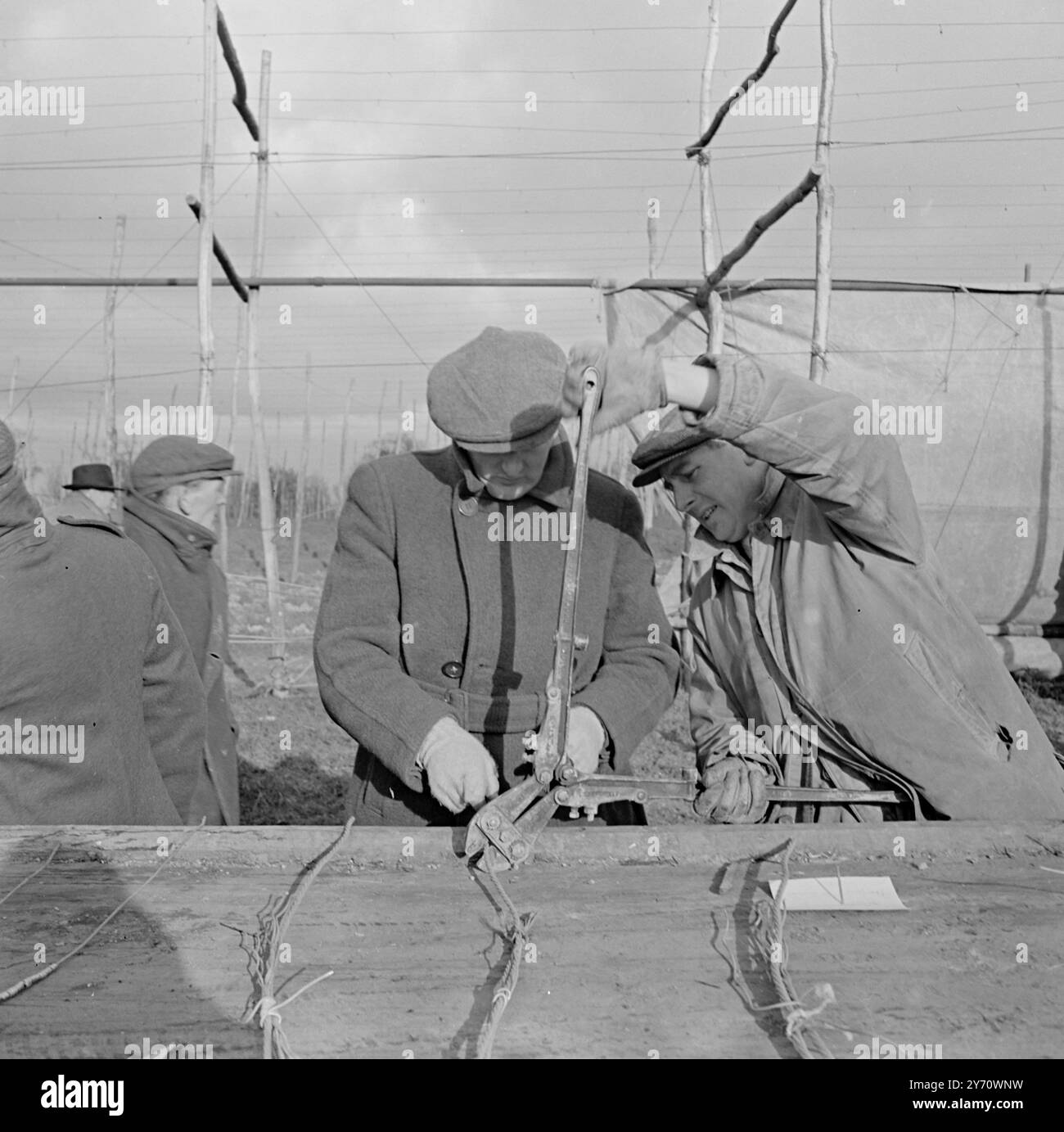 Hop wiring Demonstration at Henton 1 January 1947 Stock Photo - Alamy