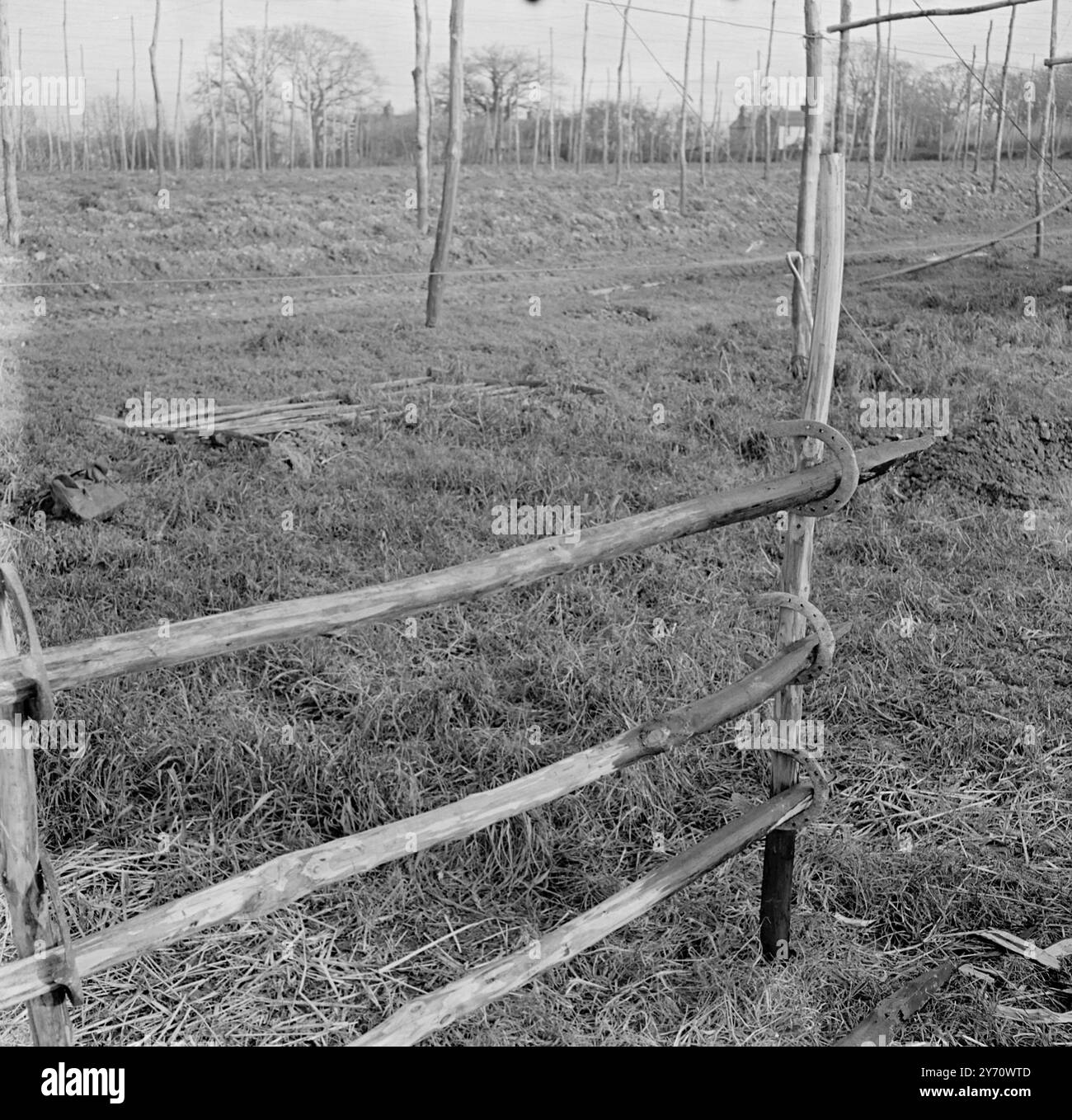 Hop wiring Demonstration at Henton 1 January 1947 Stock Photo - Alamy