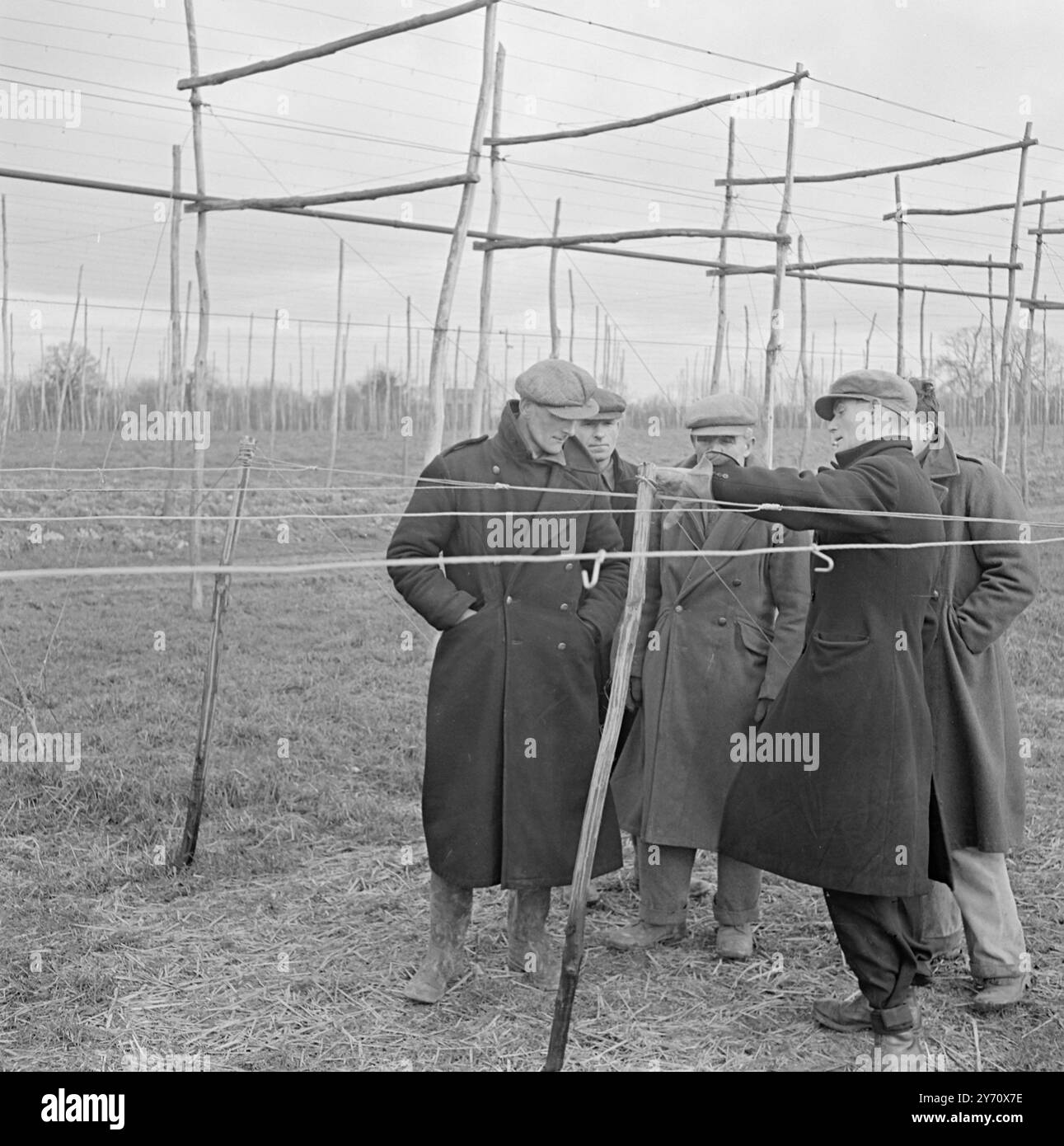 Hop wiring Demonstration at Henton 1 January 1947 Stock Photo - Alamy
