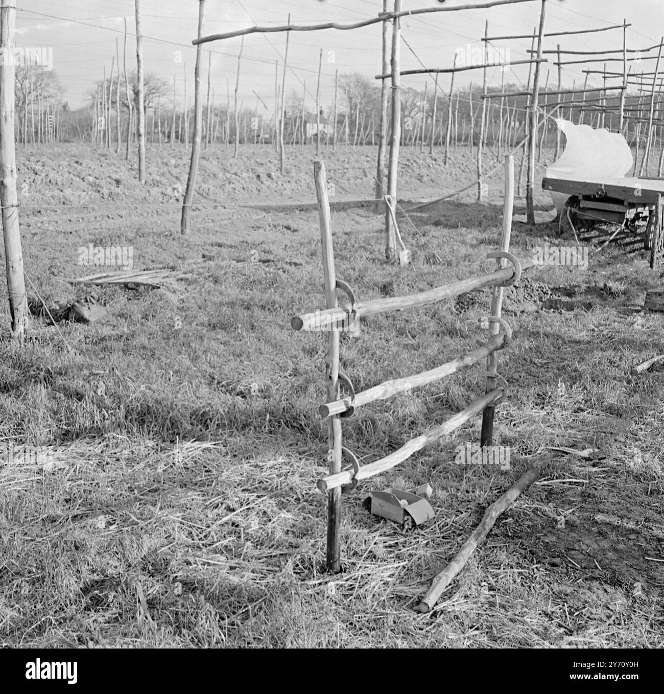 Hop wiring Demonstration at Henton 1 January 1947 Stock Photo - Alamy