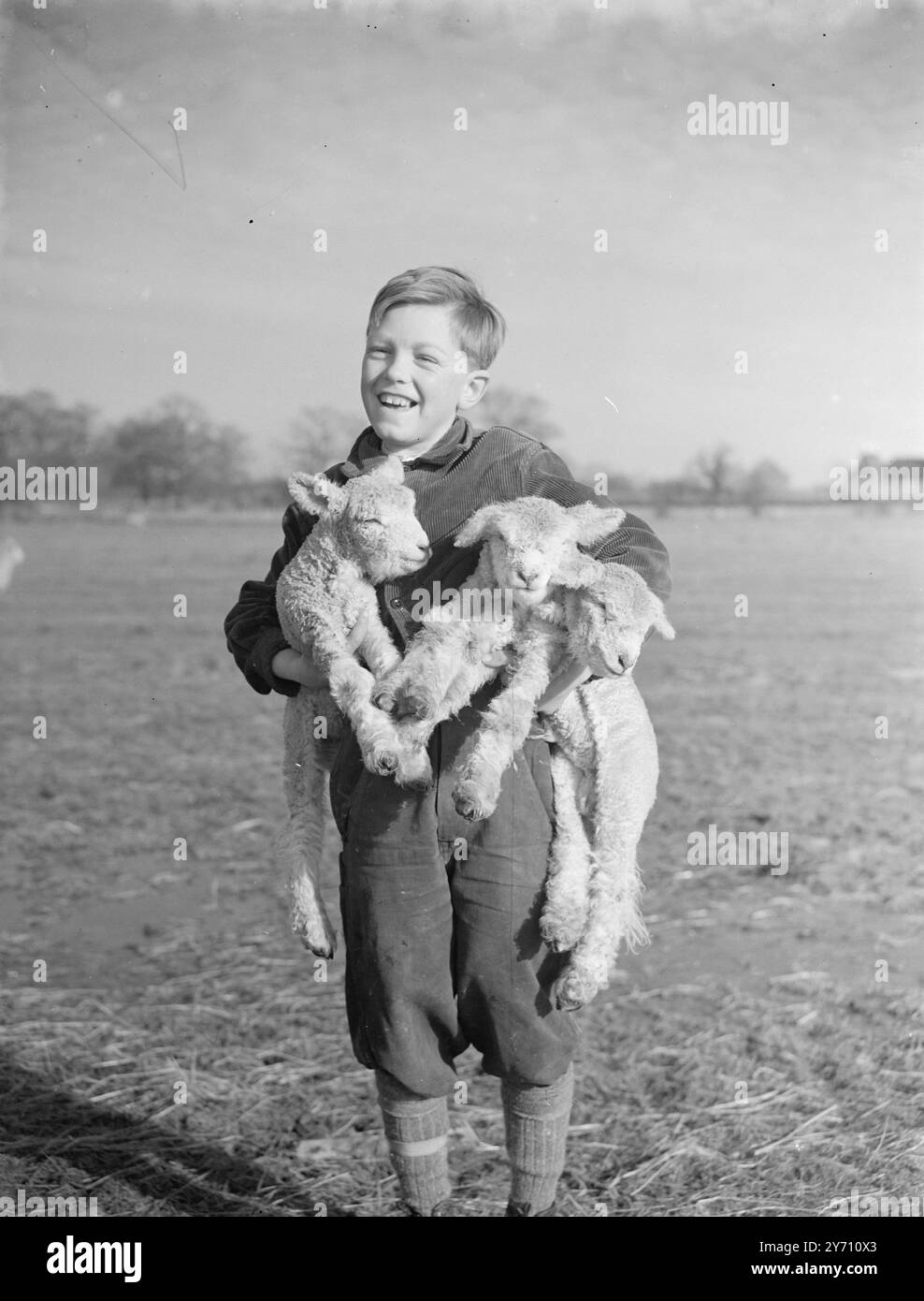 Brian Williams and three lambs .   1 March 1947 Stock Photo
