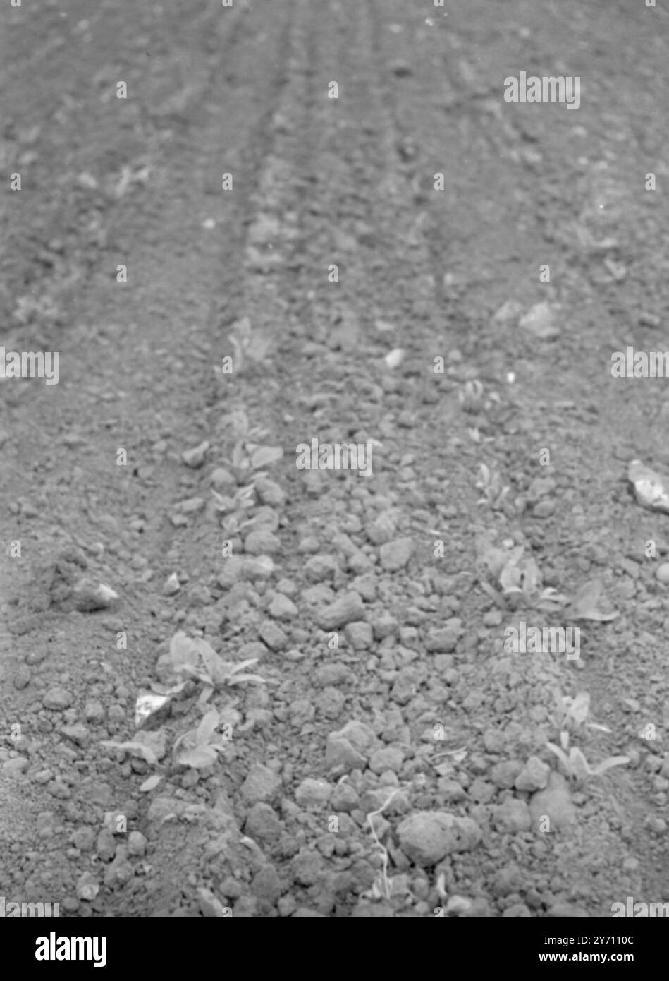 Soil for crops Black and White Stock Photos & Images - Alamy