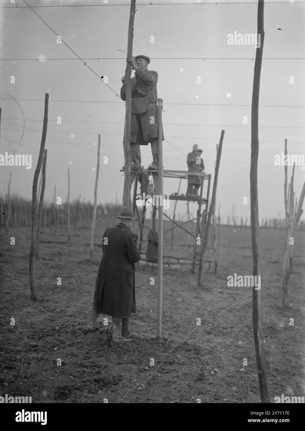 Hop wiring on stilts . 1 January 1947 Stock Photo - Alamy