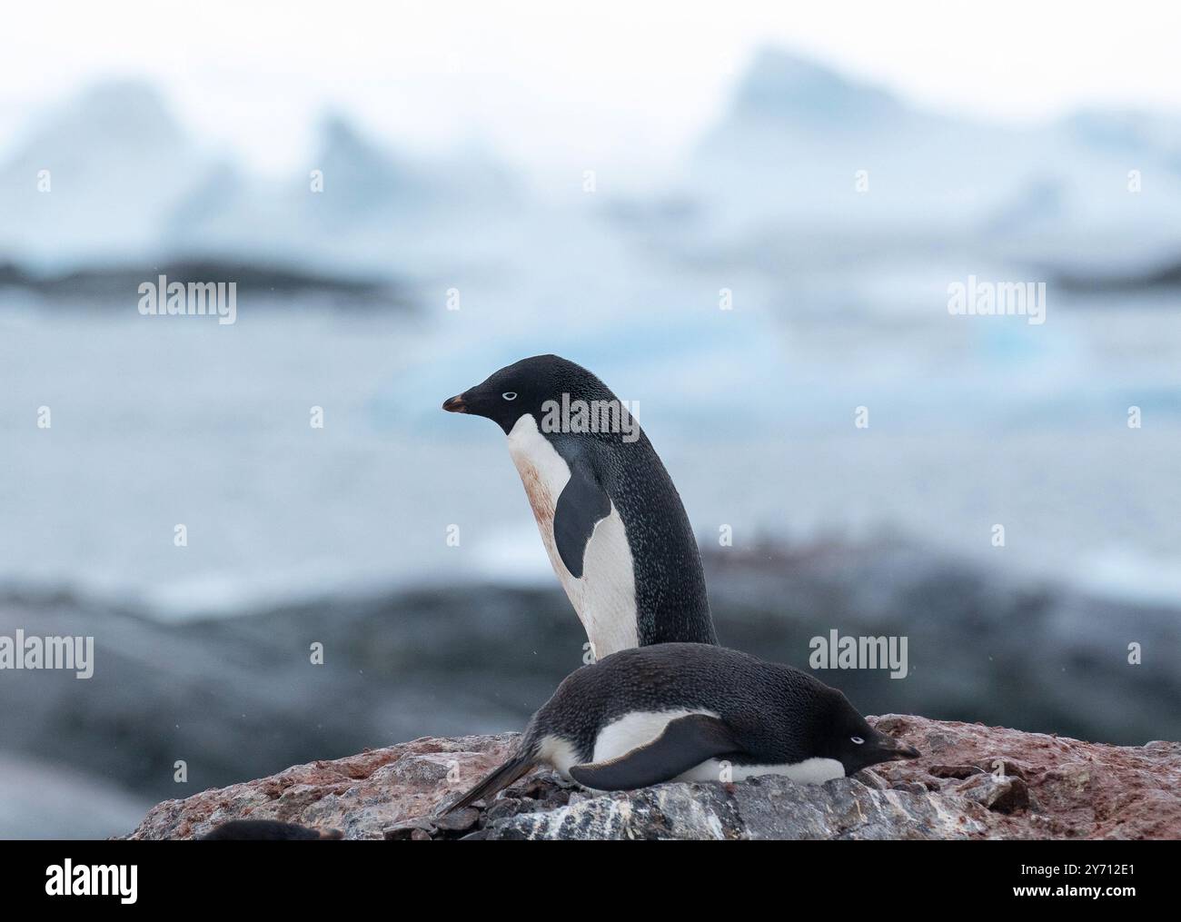 Adult adelie penguins hi-res stock photography and images - Alamy