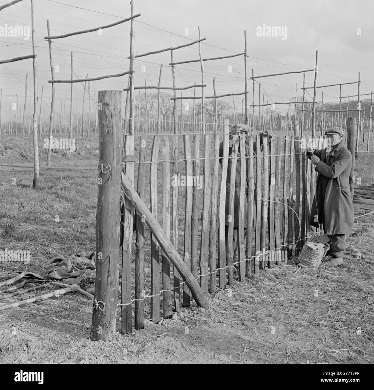 Hop wiring Demonstration at Henton 1 January 1947 Stock Photo - Alamy