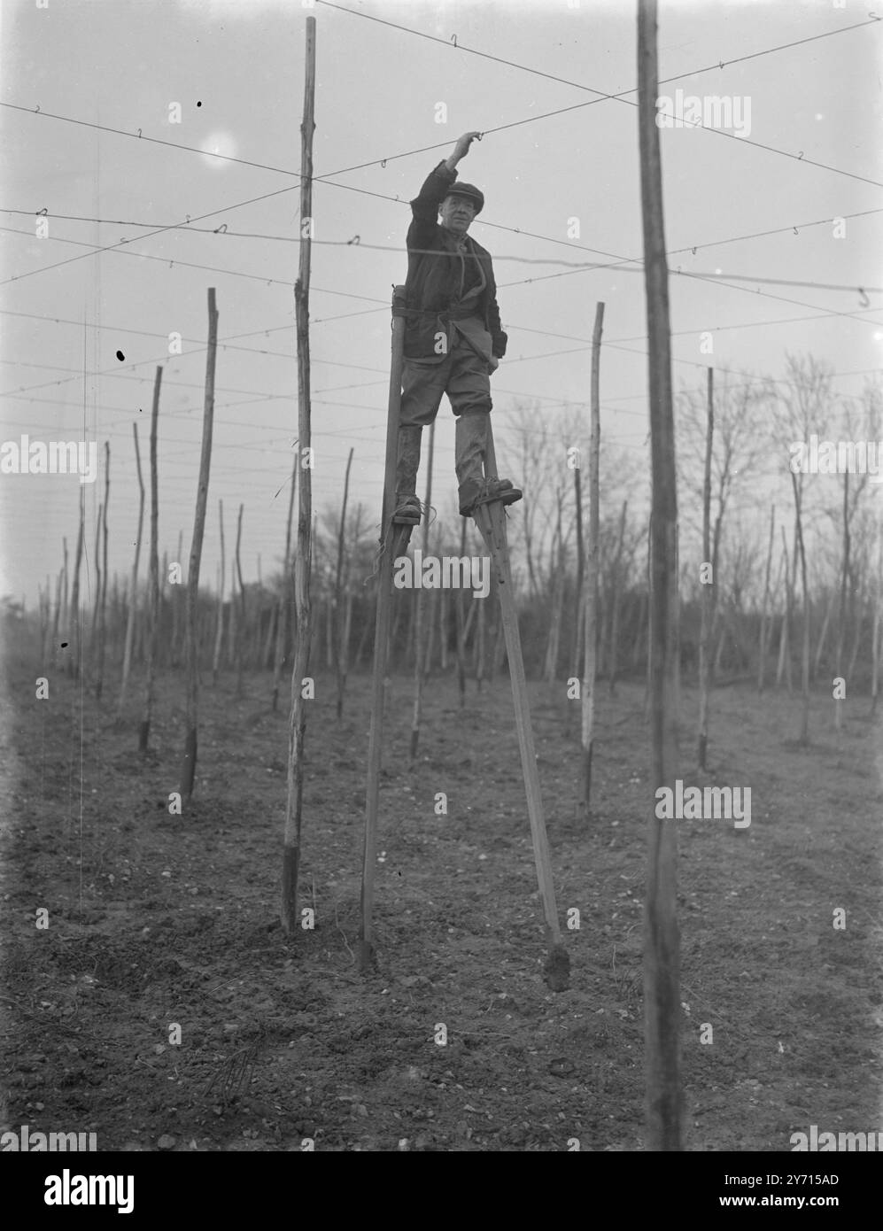 Hop yard Black and White Stock Photos & Images - Alamy