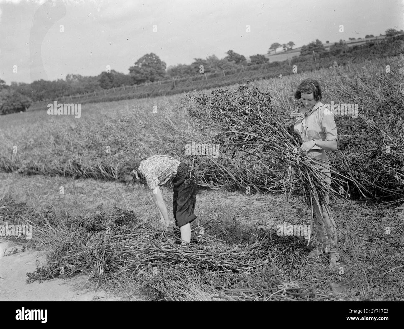 Farm School , Sissinghurst ,   Walthamstow Hall School Girls Tieing beans .      1 January 1946 Stock Photo