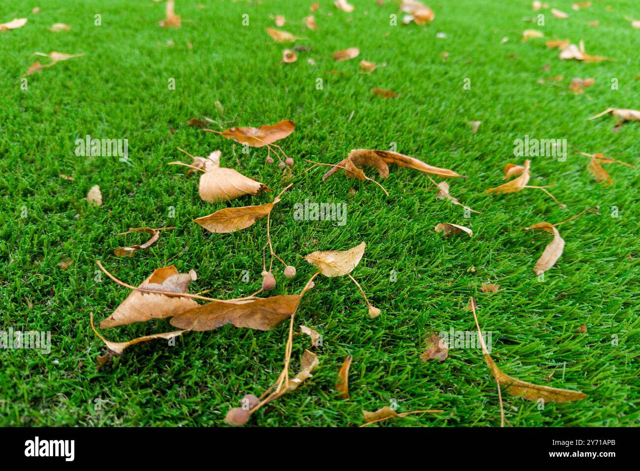 Dried Leaves on Artificial Grass Lawn Stock Photo